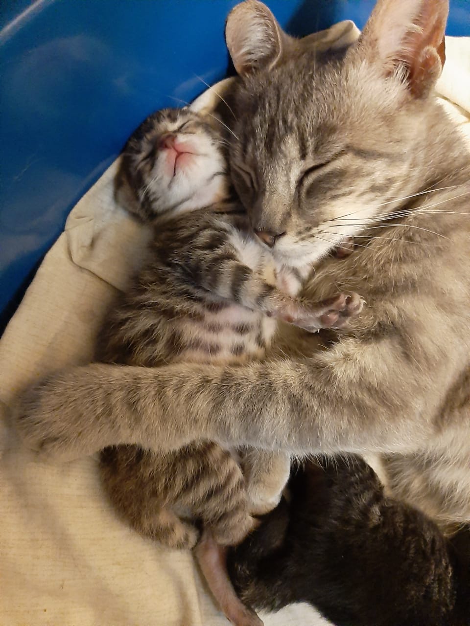 my girlfriend's cats r/aww