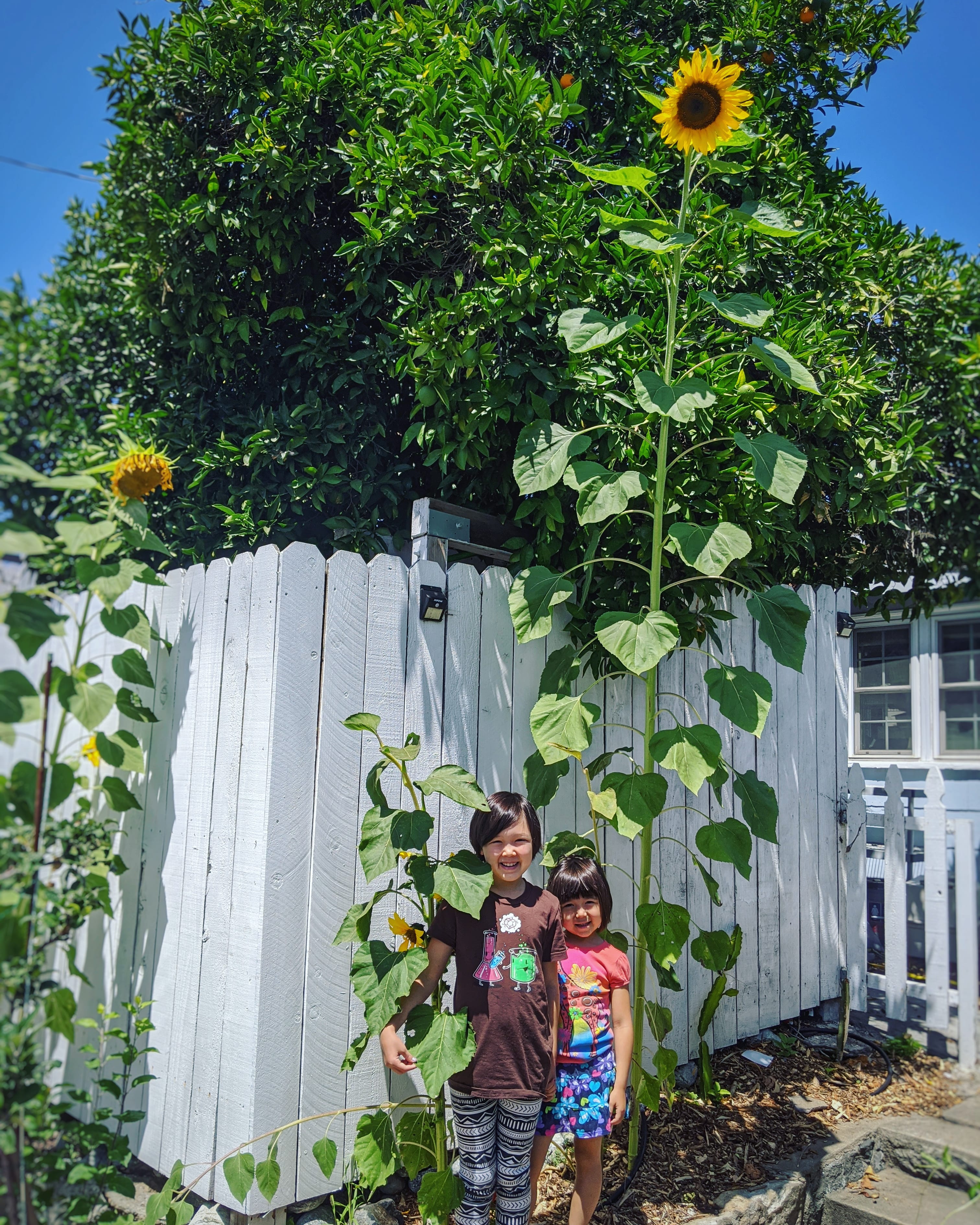 My biggest sunflower ever. r/gardening