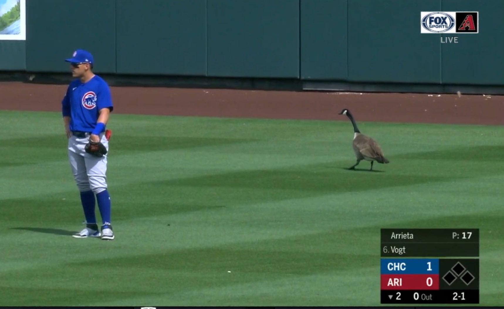 Goose on the field! r/baseball