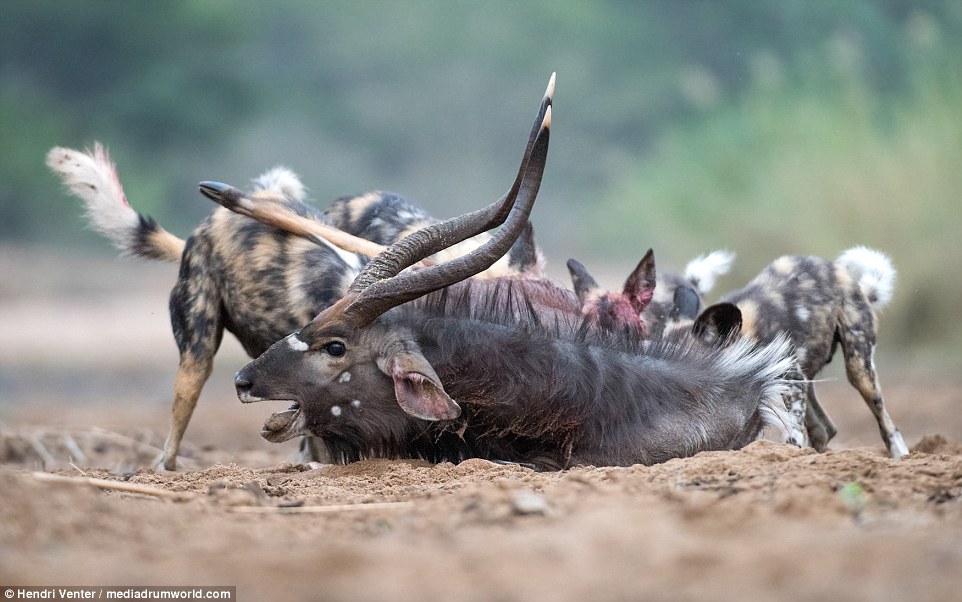A nyala bull getting eaten alive by African wild dogs, southern Africa