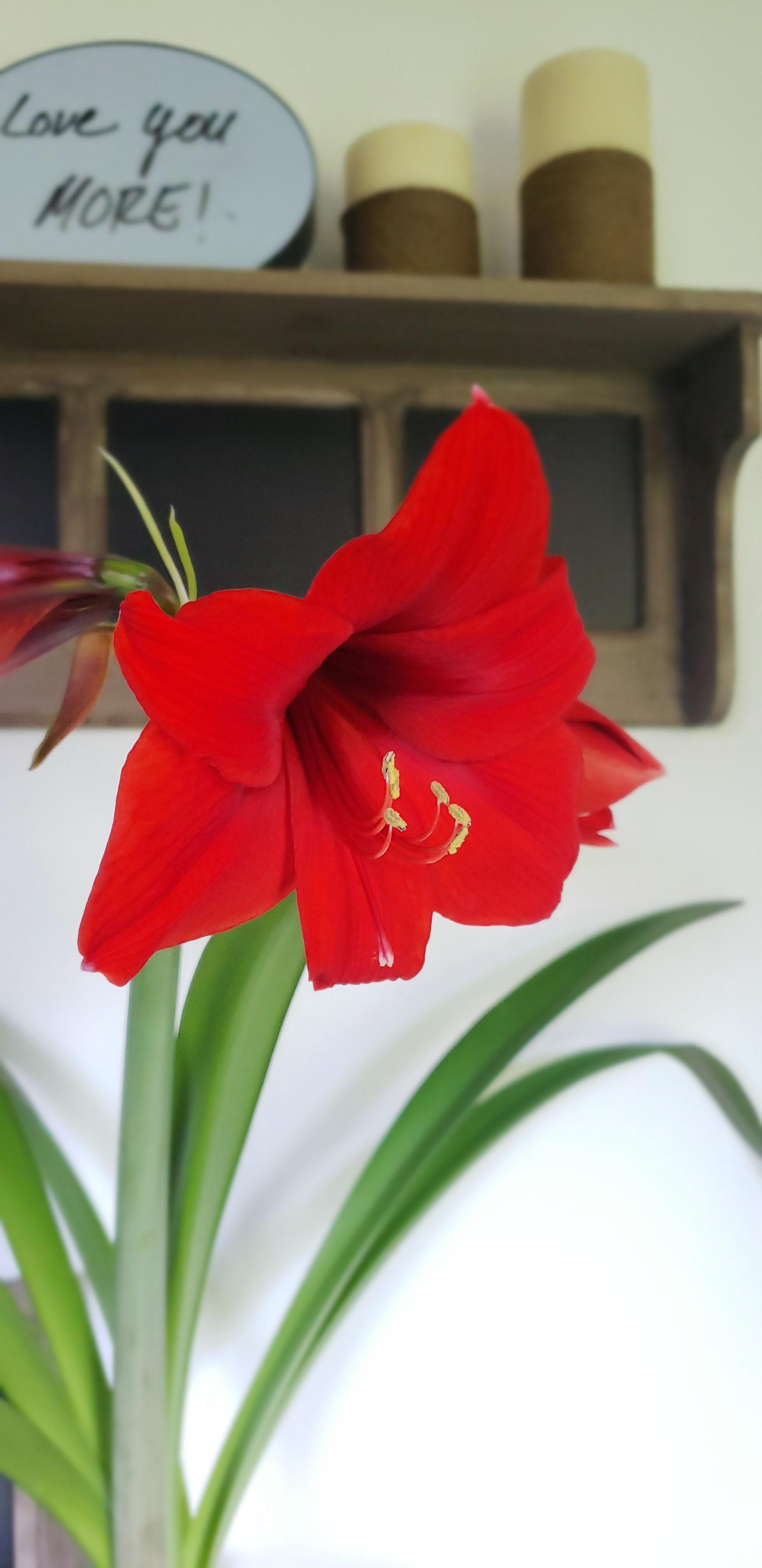 My baby is all grown up now 🤗 first flower I've ever grown from just a