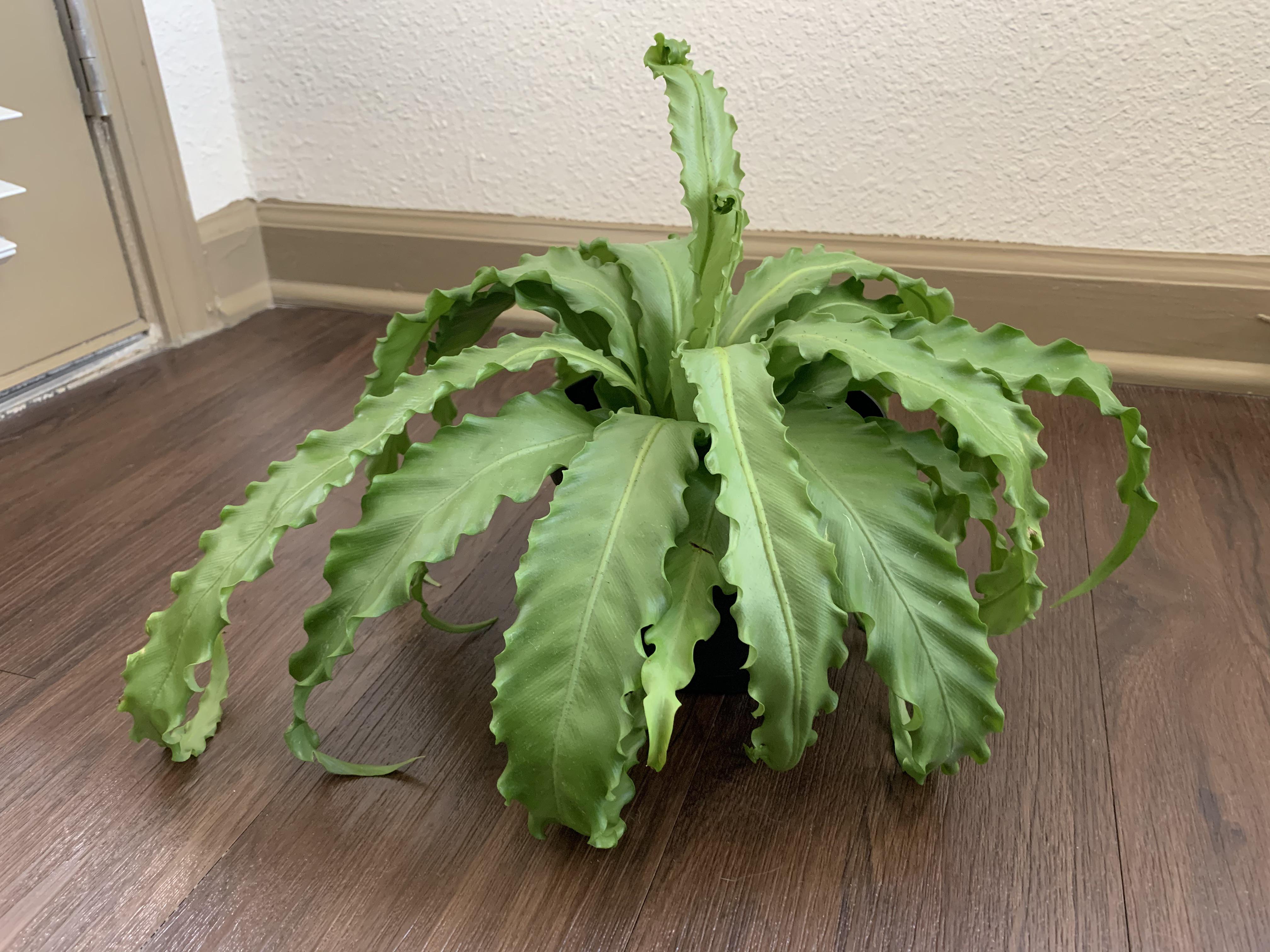 Bird’s nest fern leaves are drooping. Appreciate advice. r/houseplants