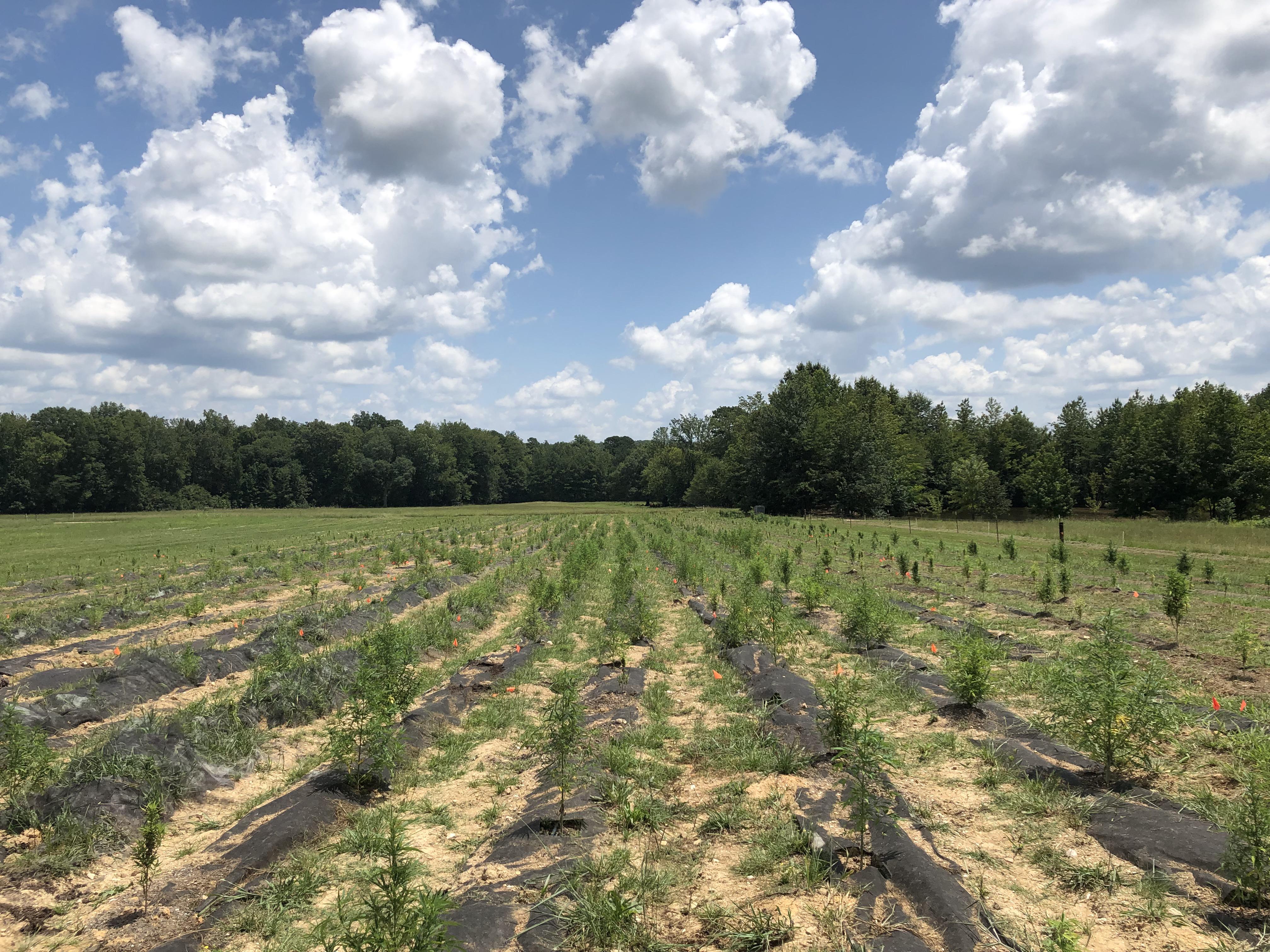 Arkansas Hemp Crop r/macrogrowery