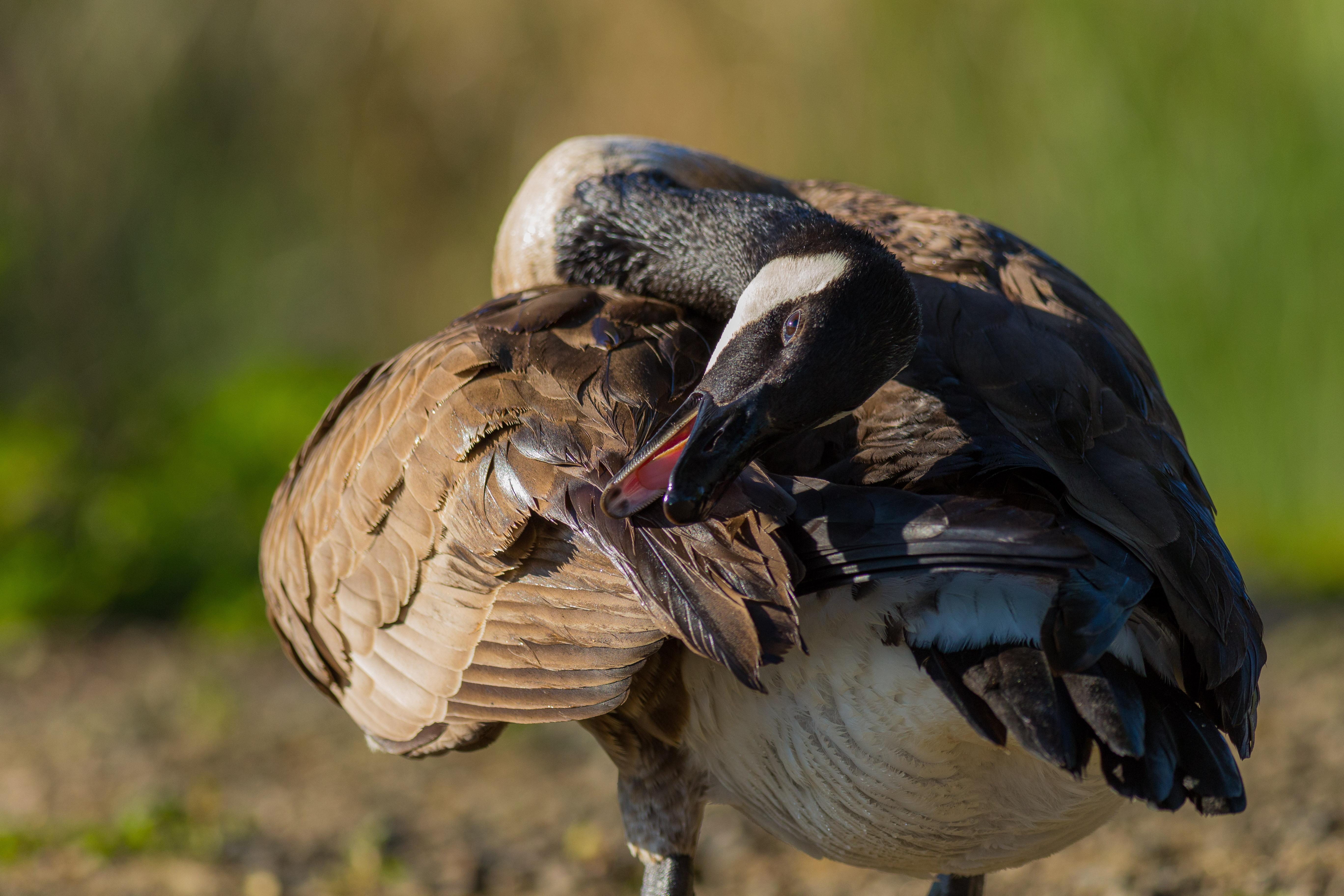 Canada goose preening its feathers [OC] r/wildlifephotography