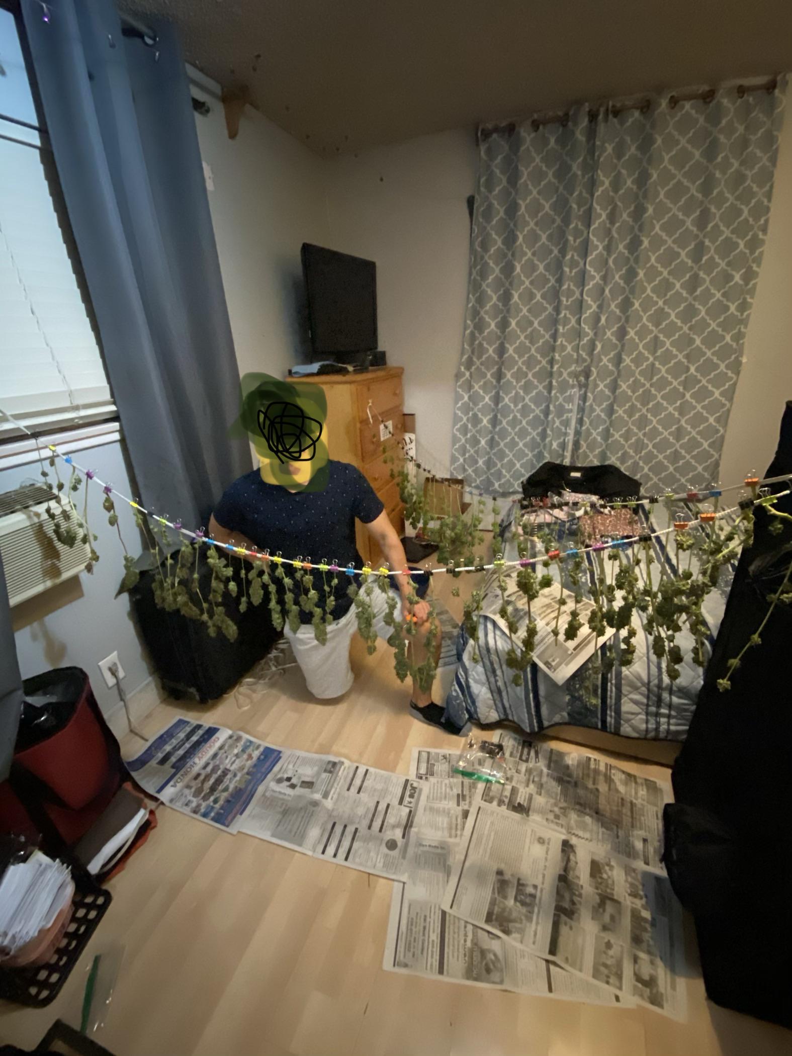 Using my sisters room to dry my weed and she has NO idea! r/microgrowery