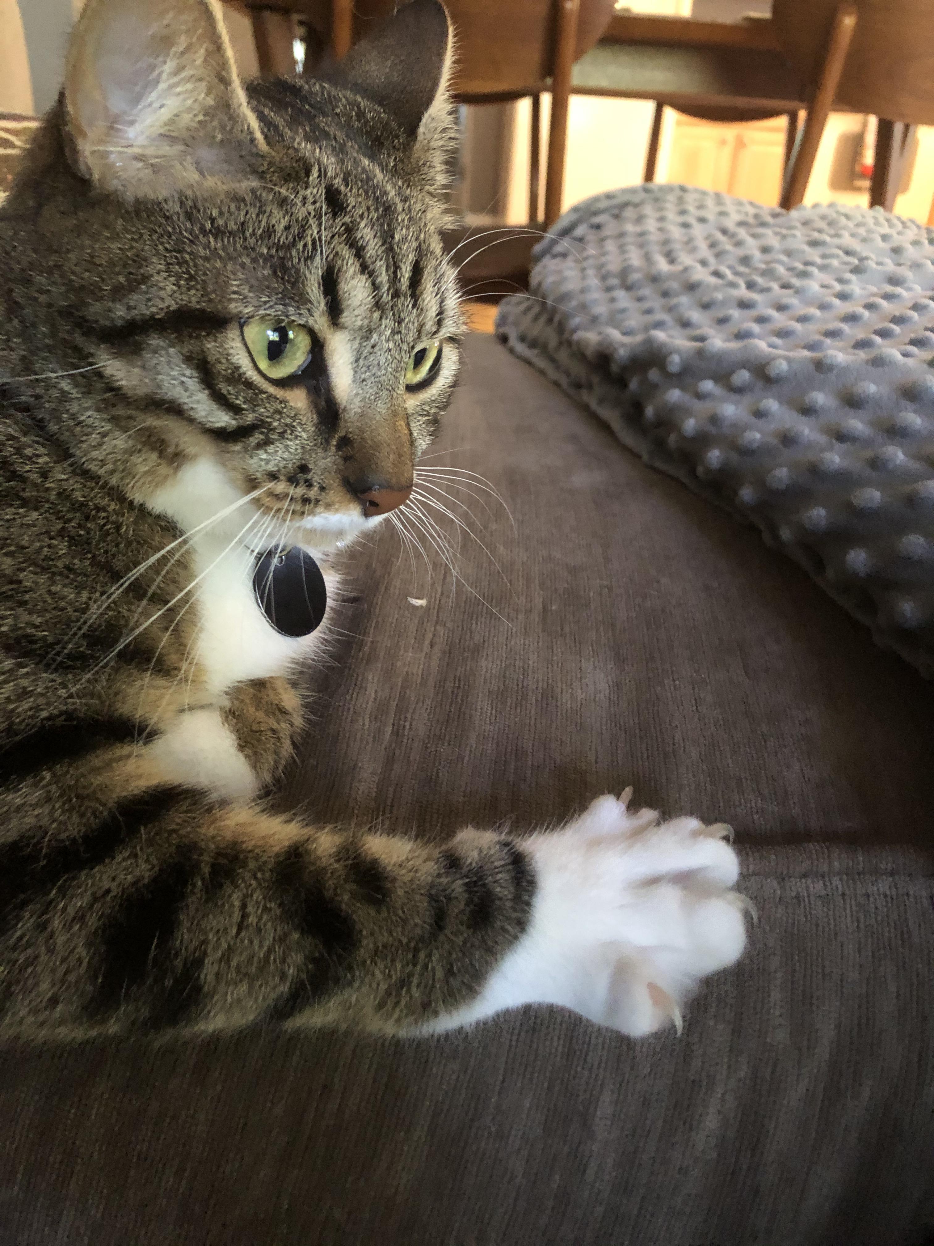 23 best u/stinky_cat_toes images on Pholder Cats Are Assholes