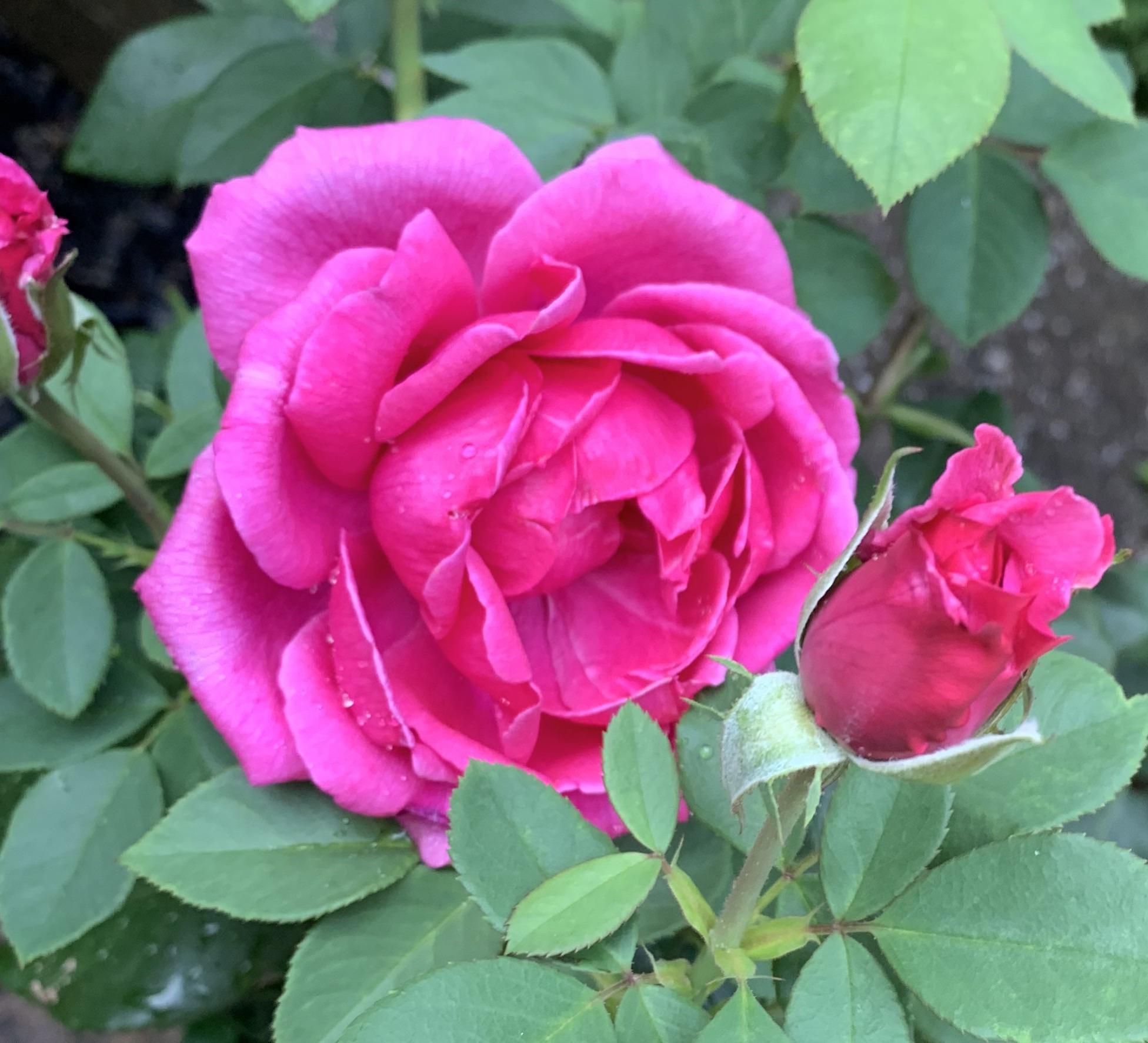 Miranda Lambert Rose r/Roses