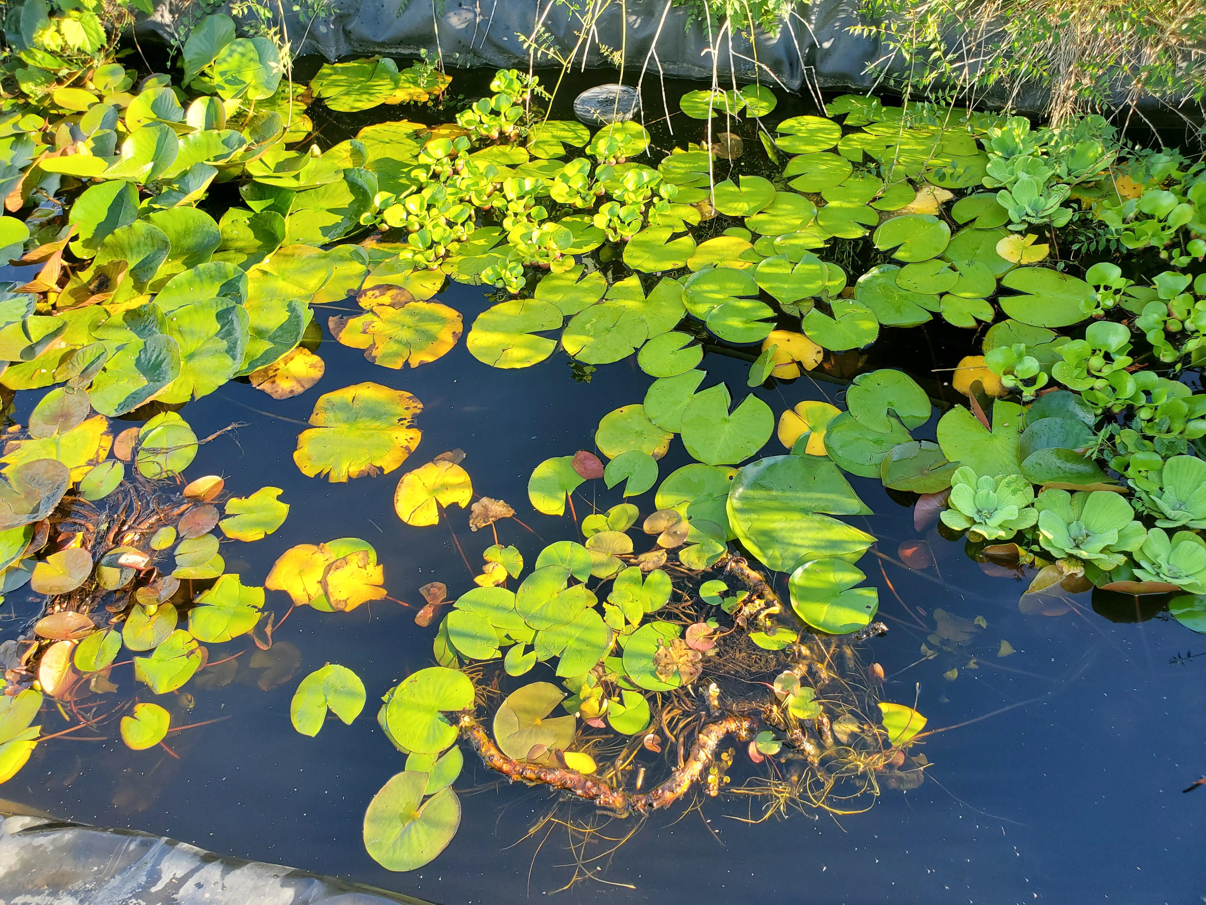 Pump died last fall, pond is still crystal clear r/ponds