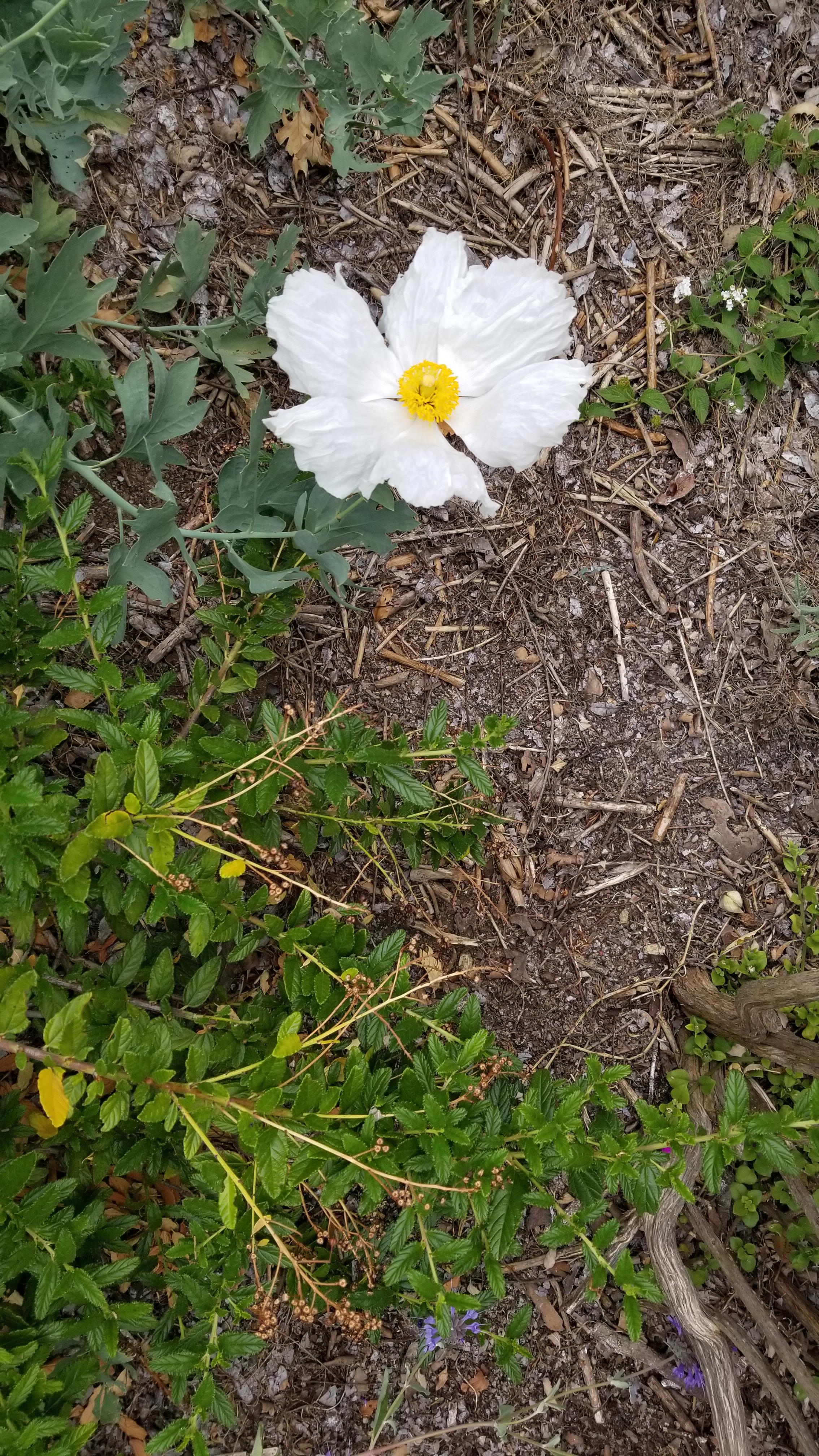 So pretty, looks like a fried egg. What's this flower? r/whatsthisplant