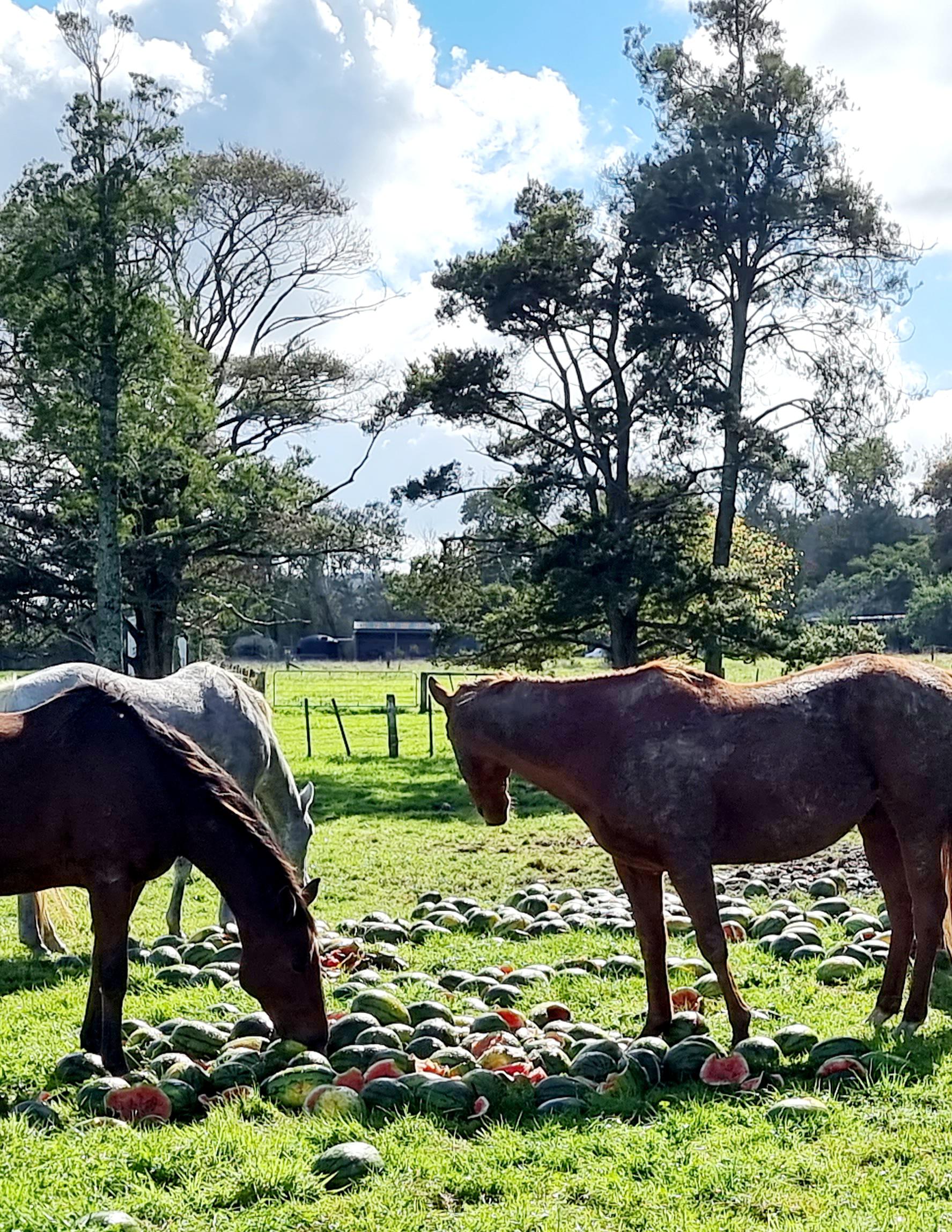 Some horses eating watermelons. r/mildlyinteresting