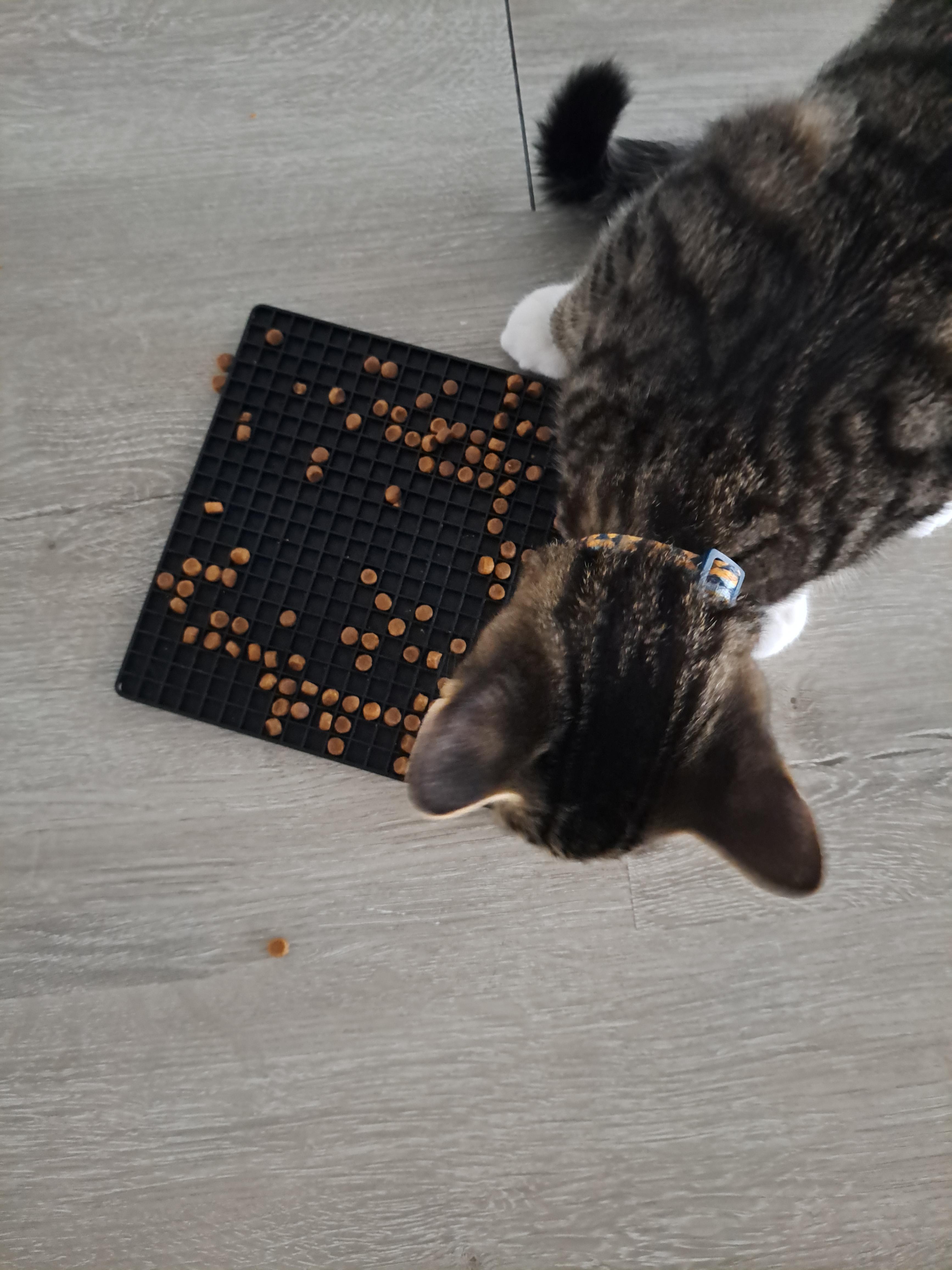 my kitten ate his tiny kitten food too fast and threw up daily. now I