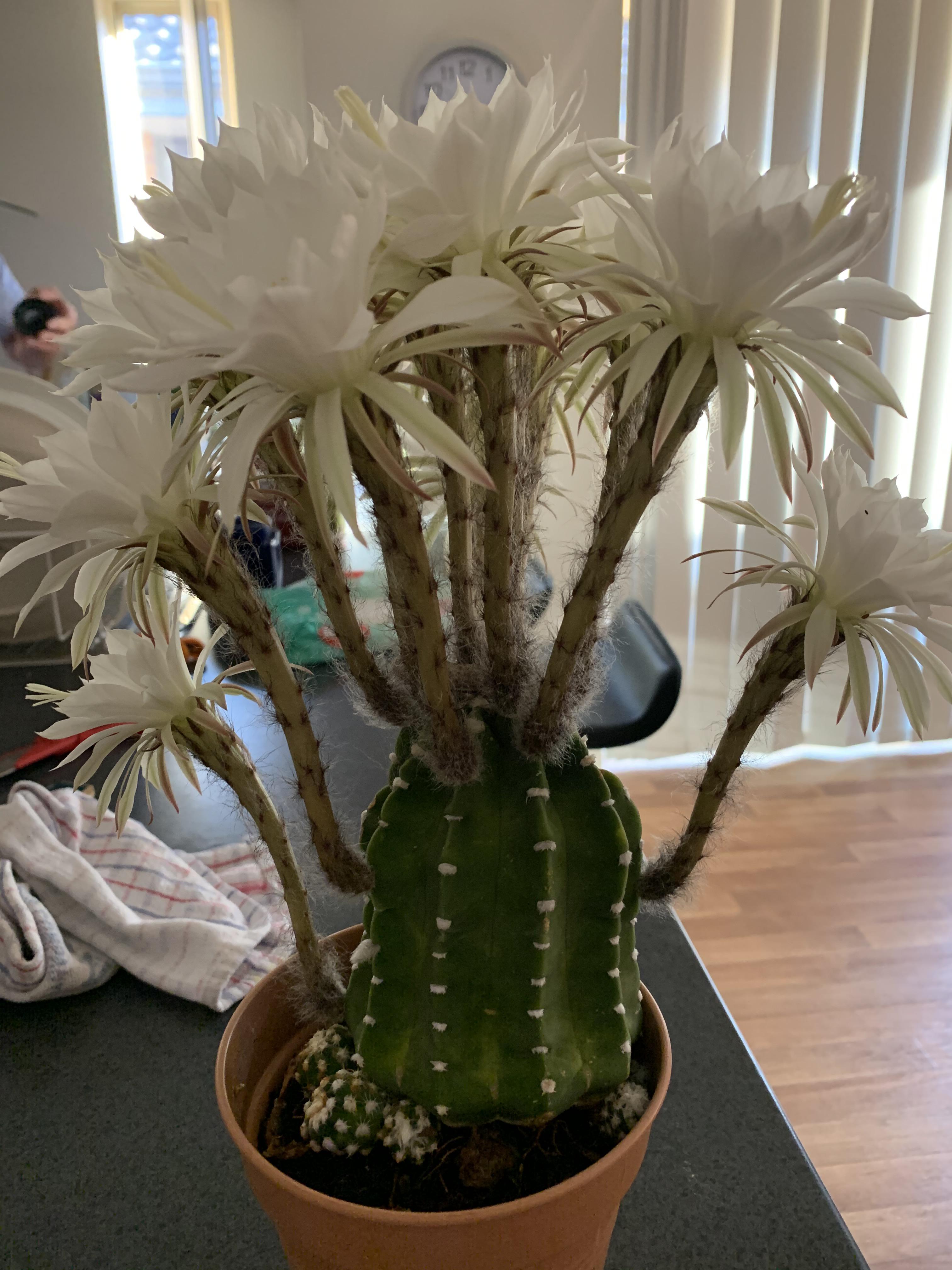 Side view of my Echinopsis with 14 blooms r/cactus