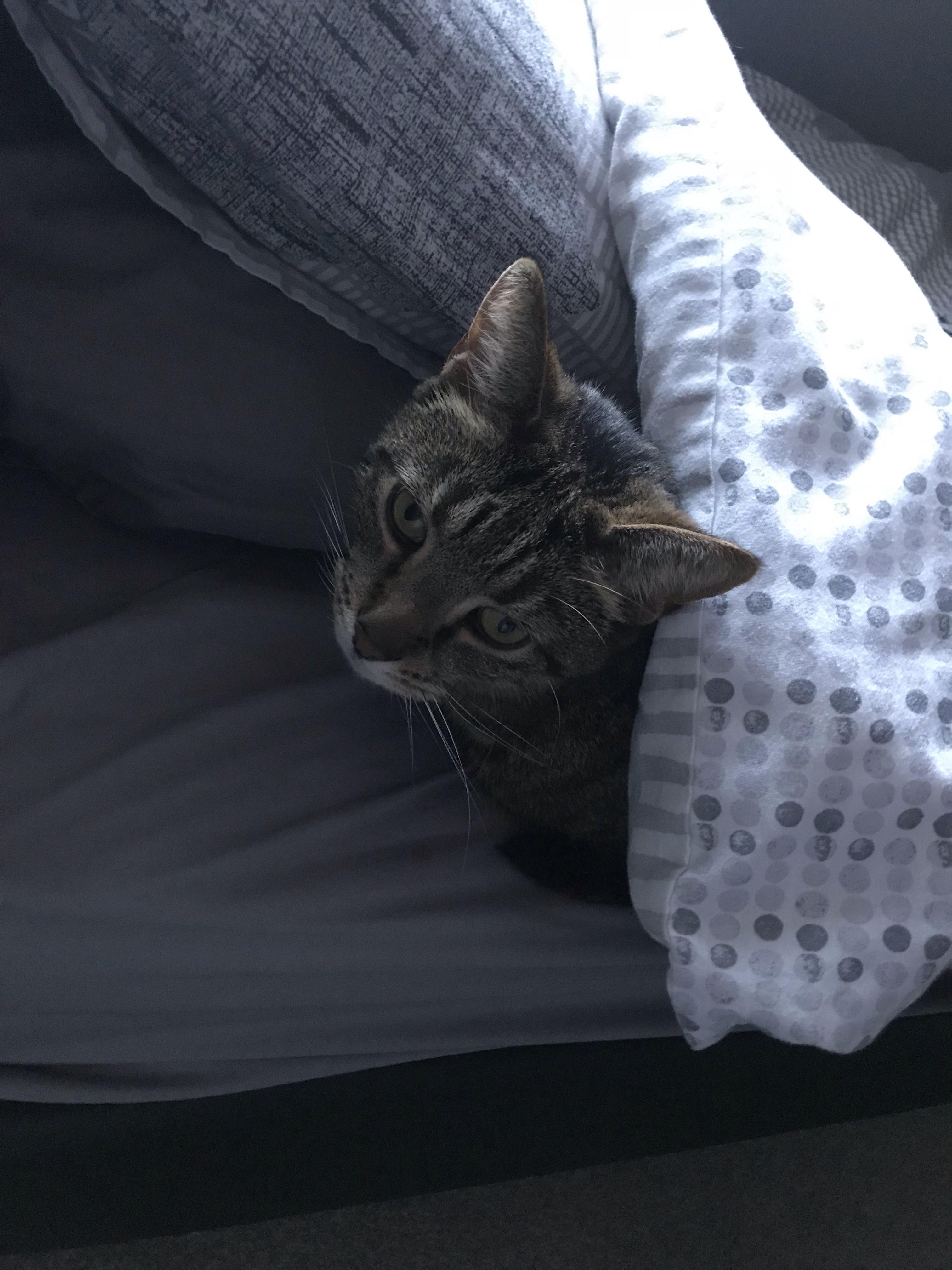 I just came out of the shower and my cat was staring at me like this