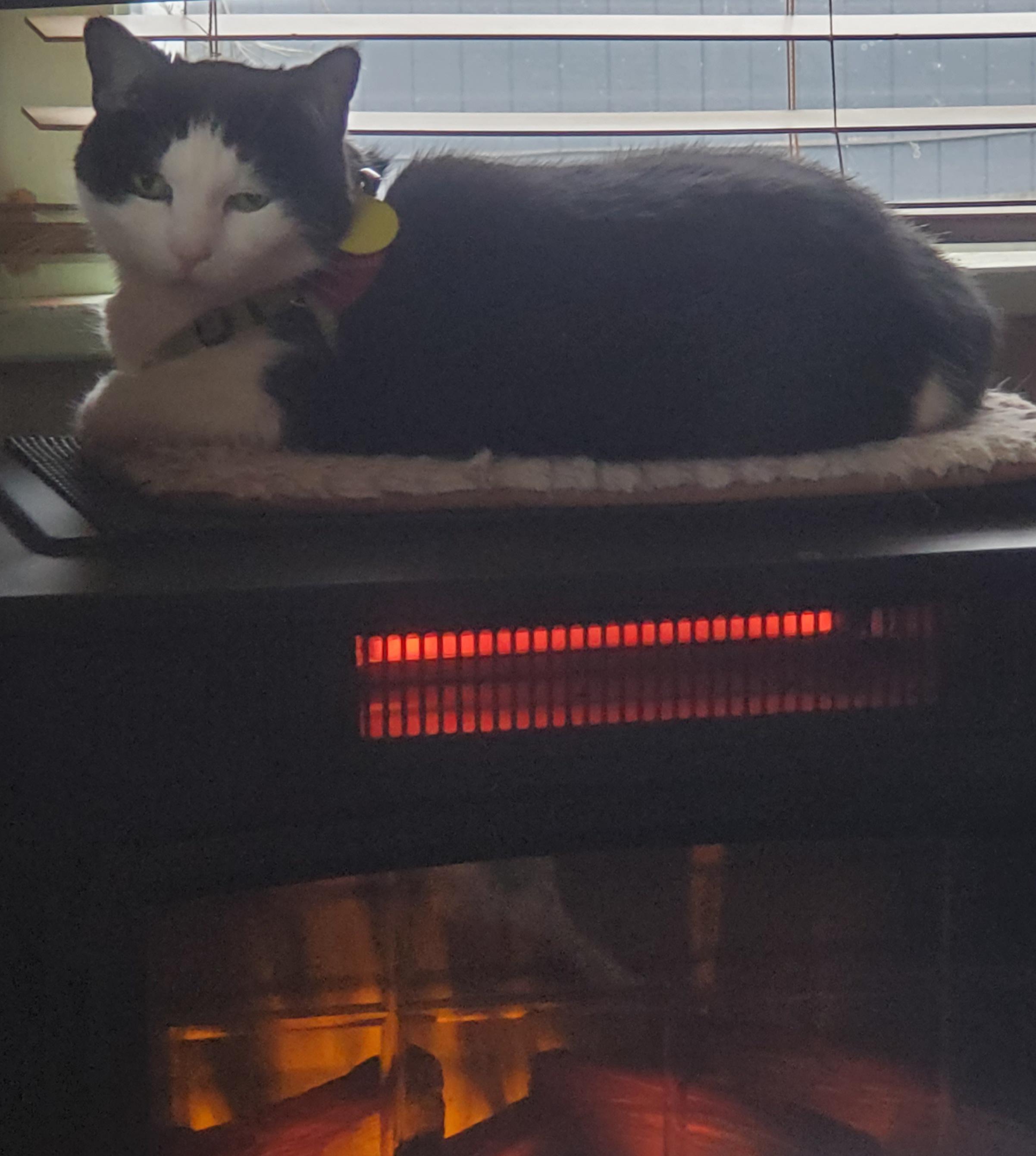 Heater Cat r/Eyebleach