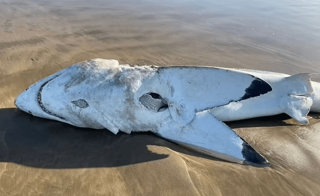 The latest great white shark victim of orca predation, washed up in