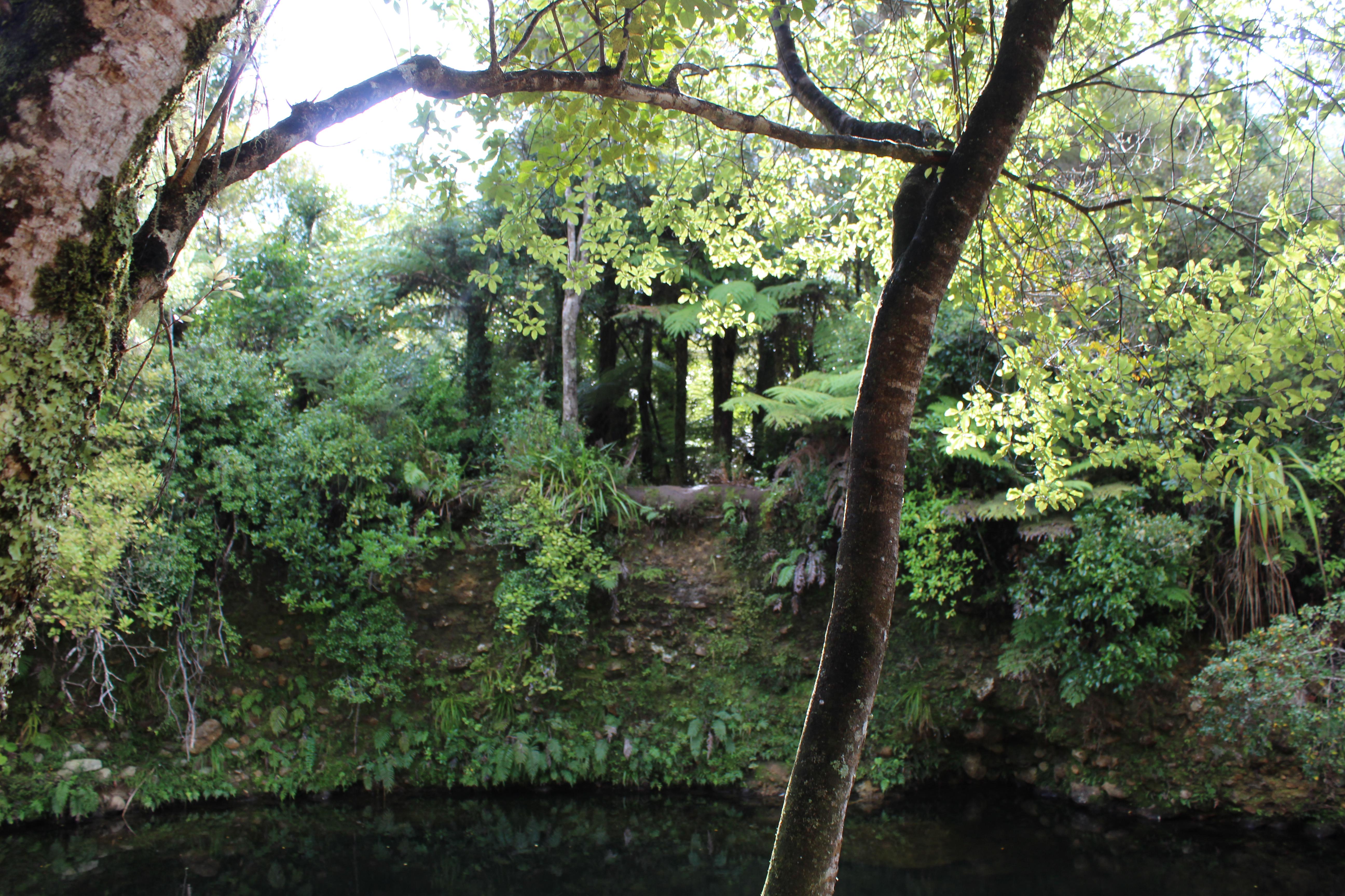 Coromandel Forest Park, New Zealand [5184 x 3456] [OC] r/EarthPorn