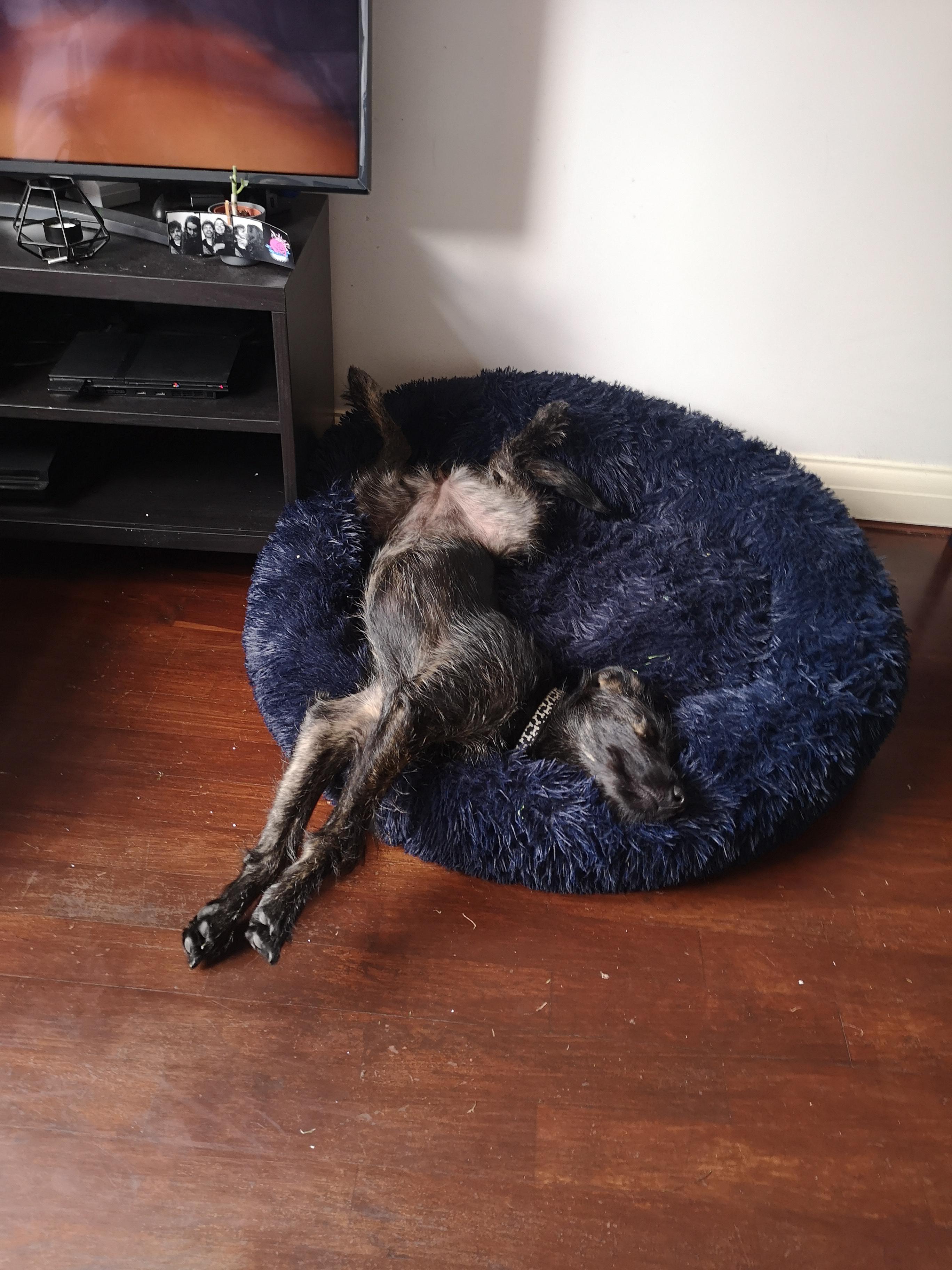 Sharing Zero's fave lurcher nap style after seeing a lot of
