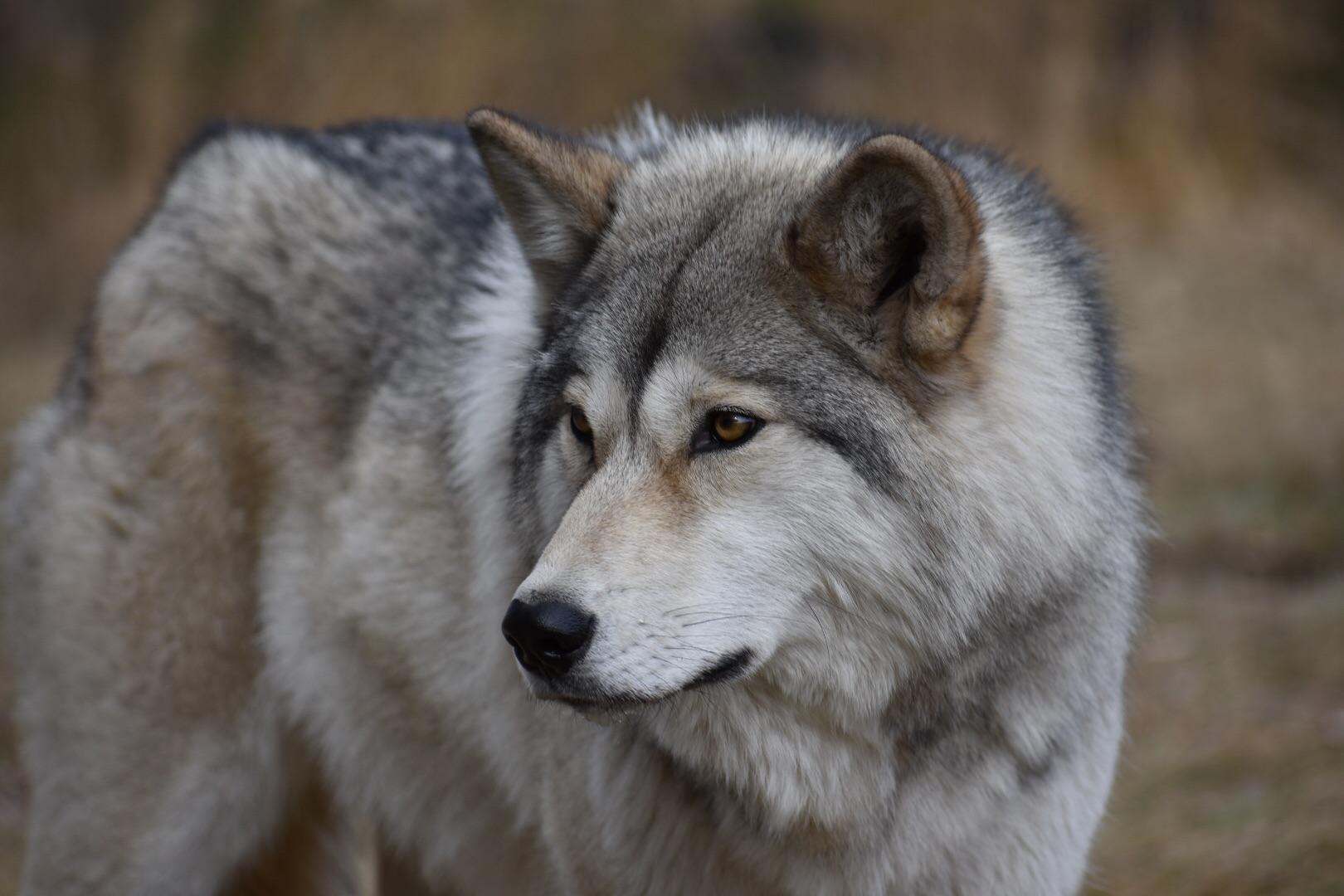 Yamnuska Wolfdog Sanctuary, Alberta Canada r/aww