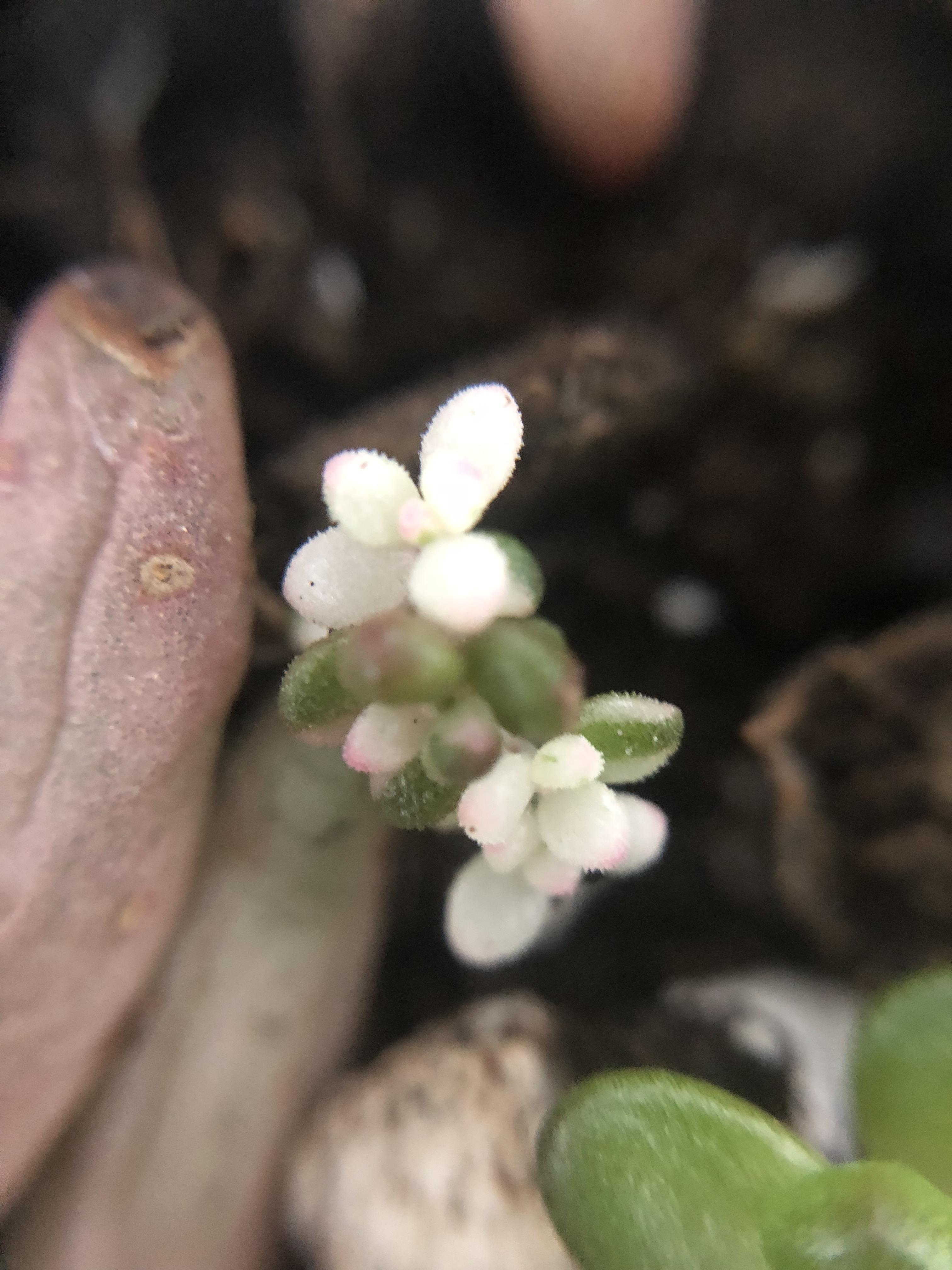 Variegated jelly bean propagation succulents