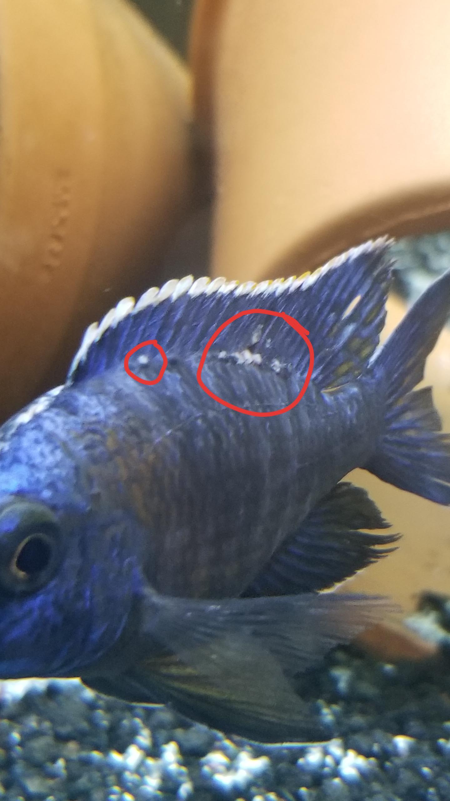What is this white stuff on my fish??? r/Aquariums