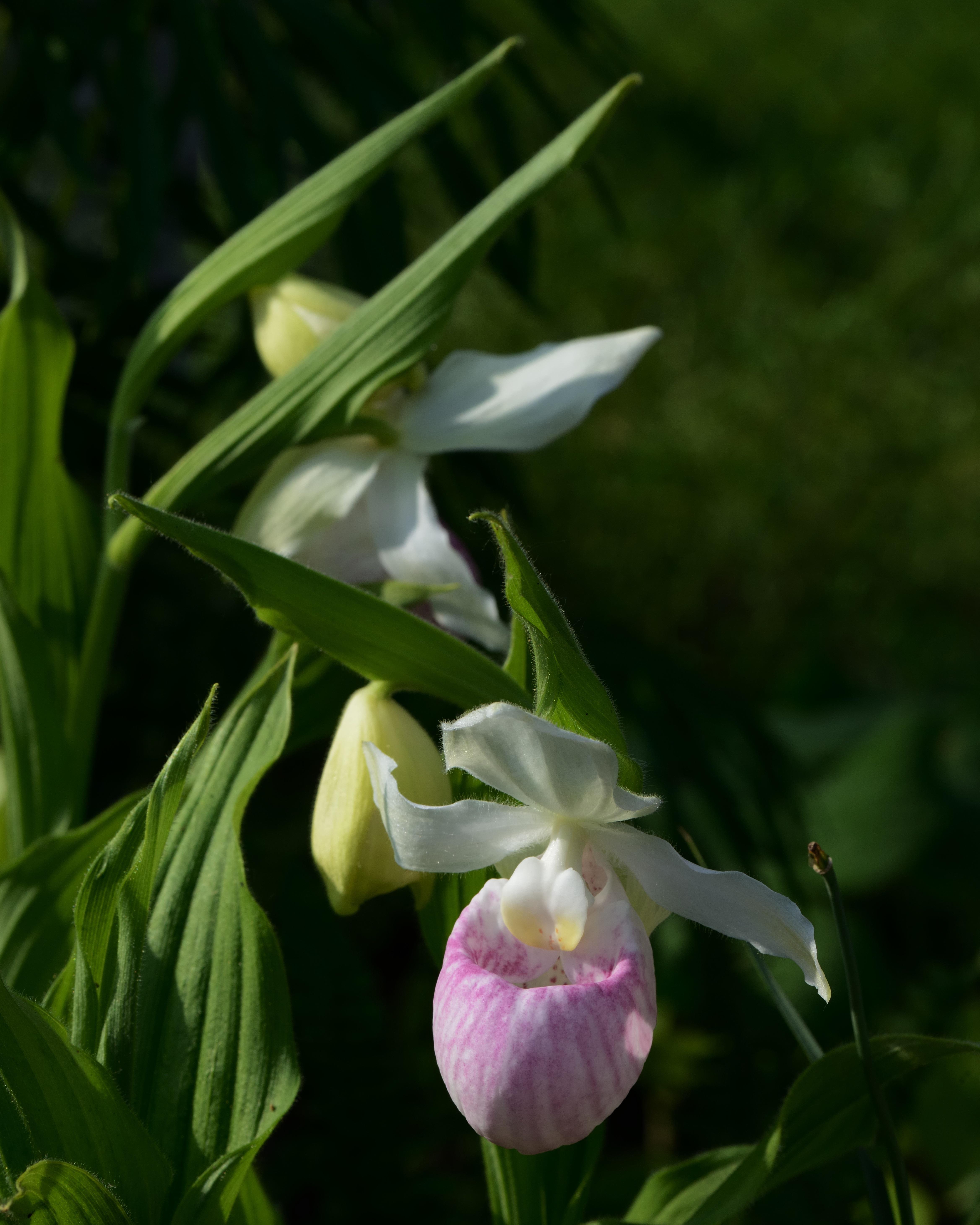 Cypripedium reginae, my most precious hardy orchid. r/orchids