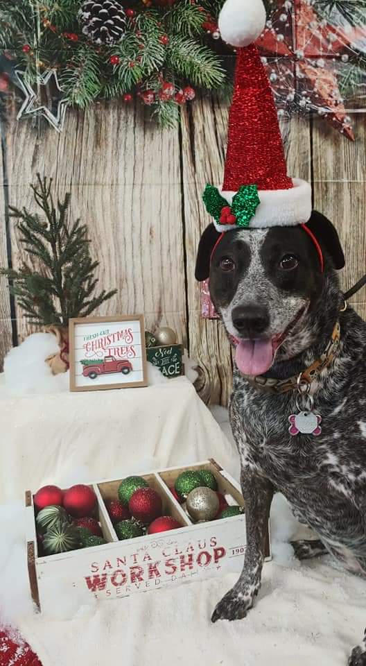 My doggo is spending a week at the kennel while we are away for