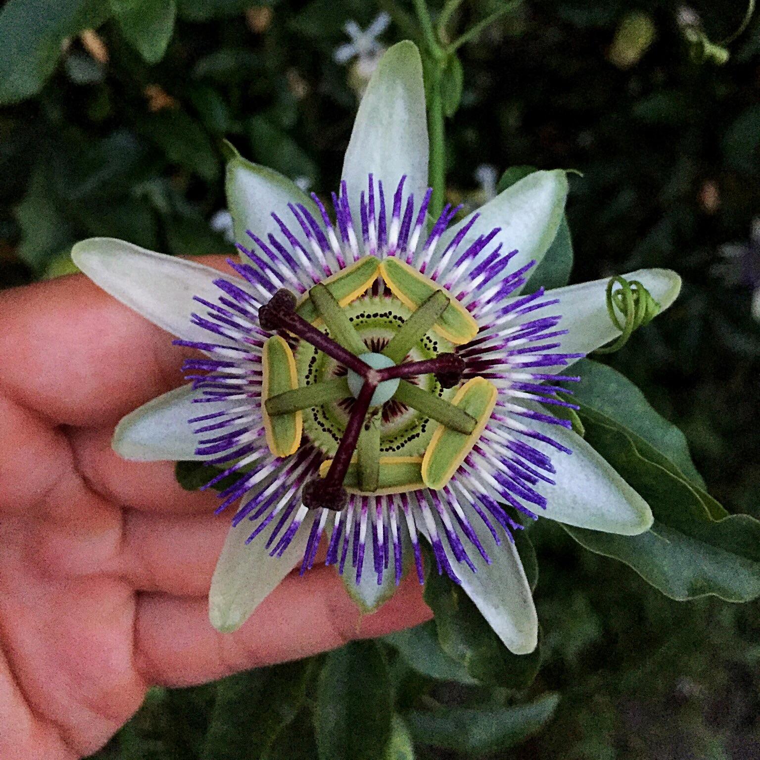 This flower in Cinque Terre, Italy is 🔥 r/NatureIsFuckingLit