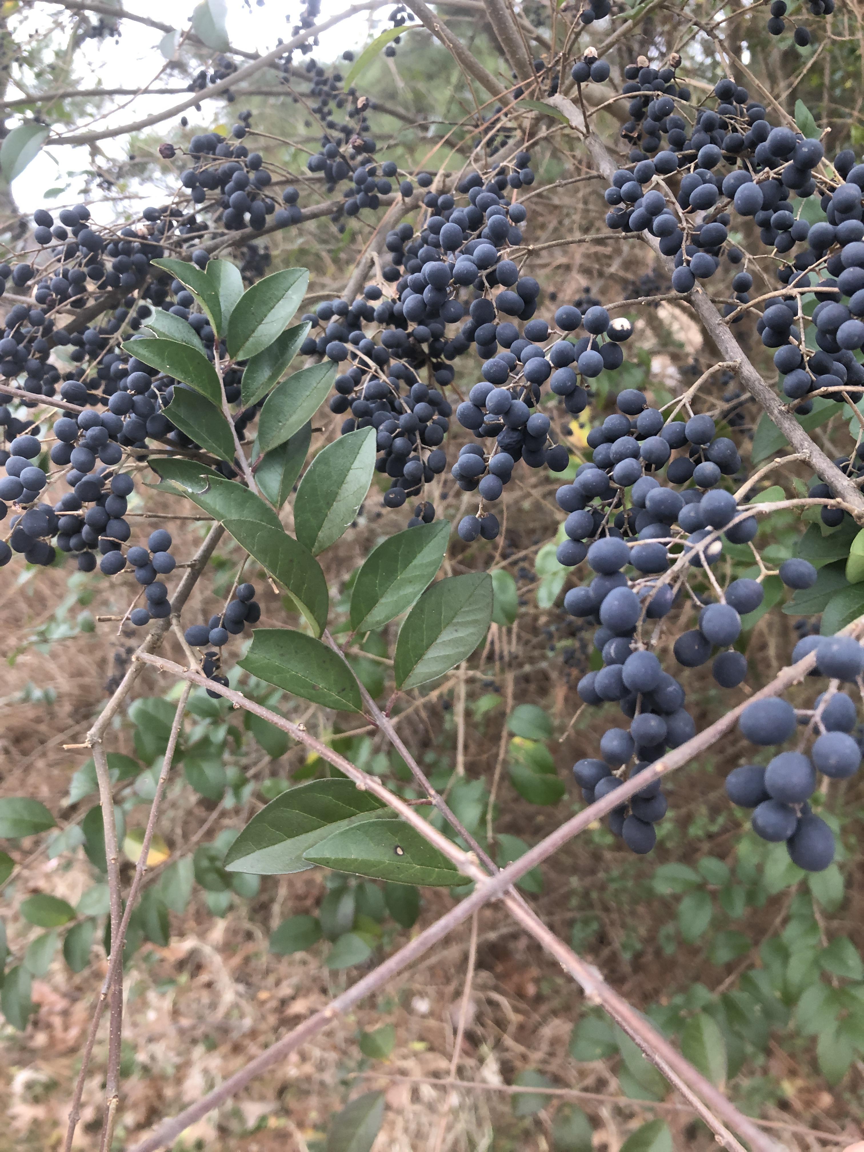 What kind of berries are these? Im in northeast ok. and they grow