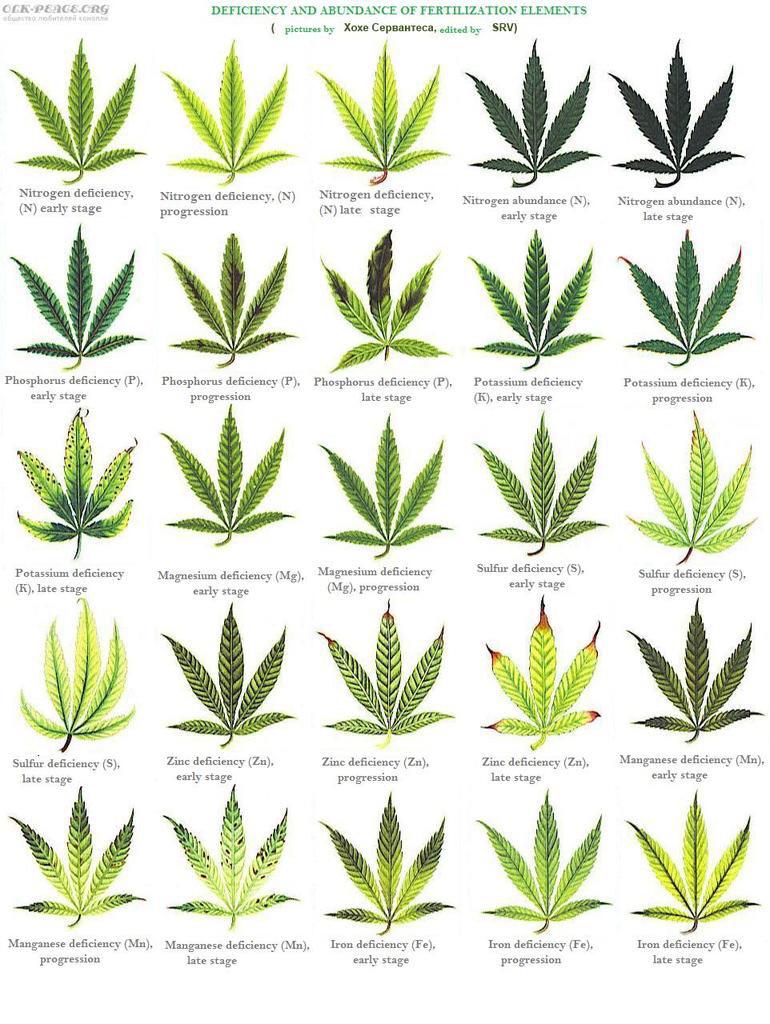 Hope this leaf colour chart helps. r/gardening