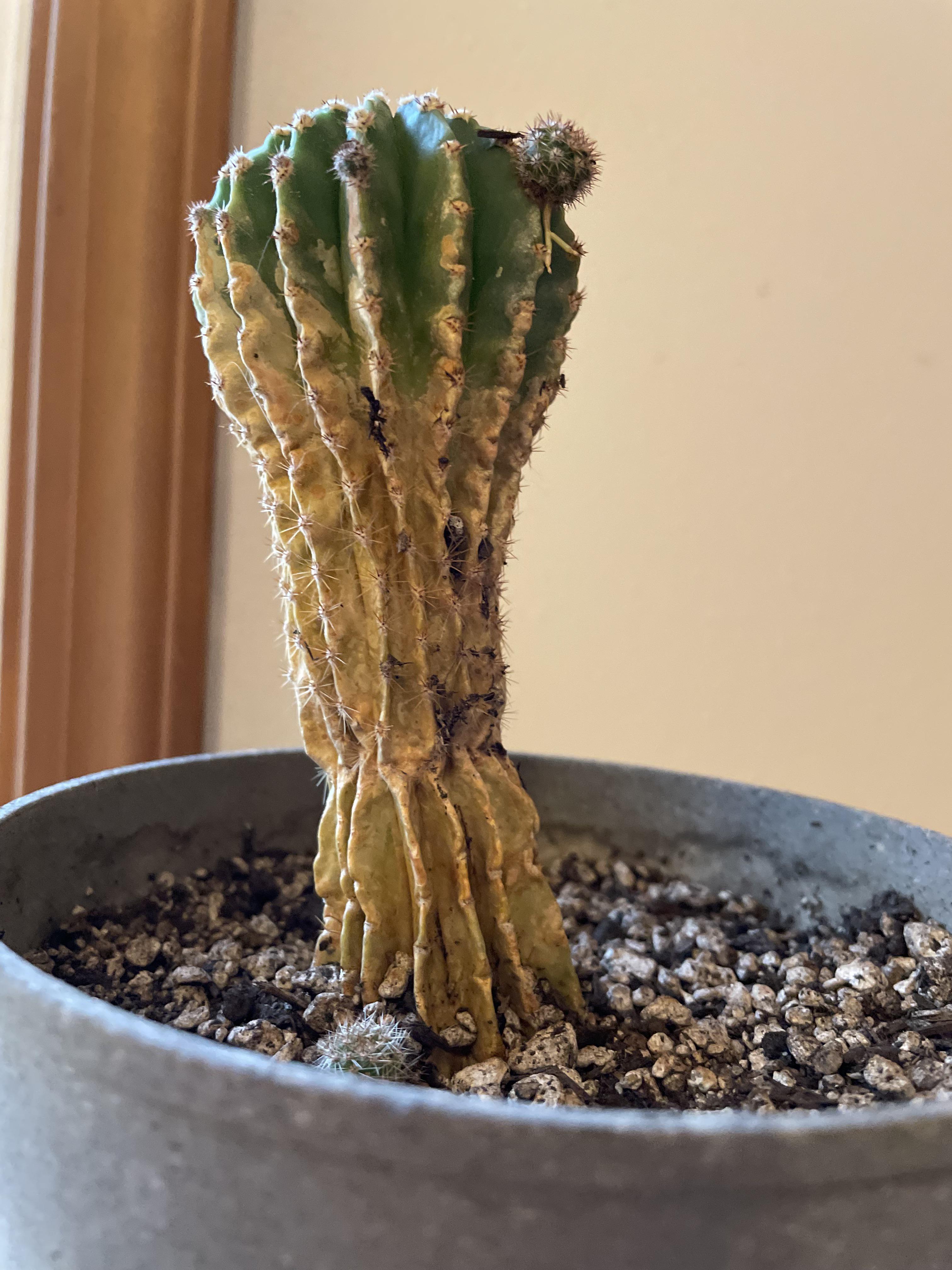 Any way to revive? Dry and cactus. r/cactus