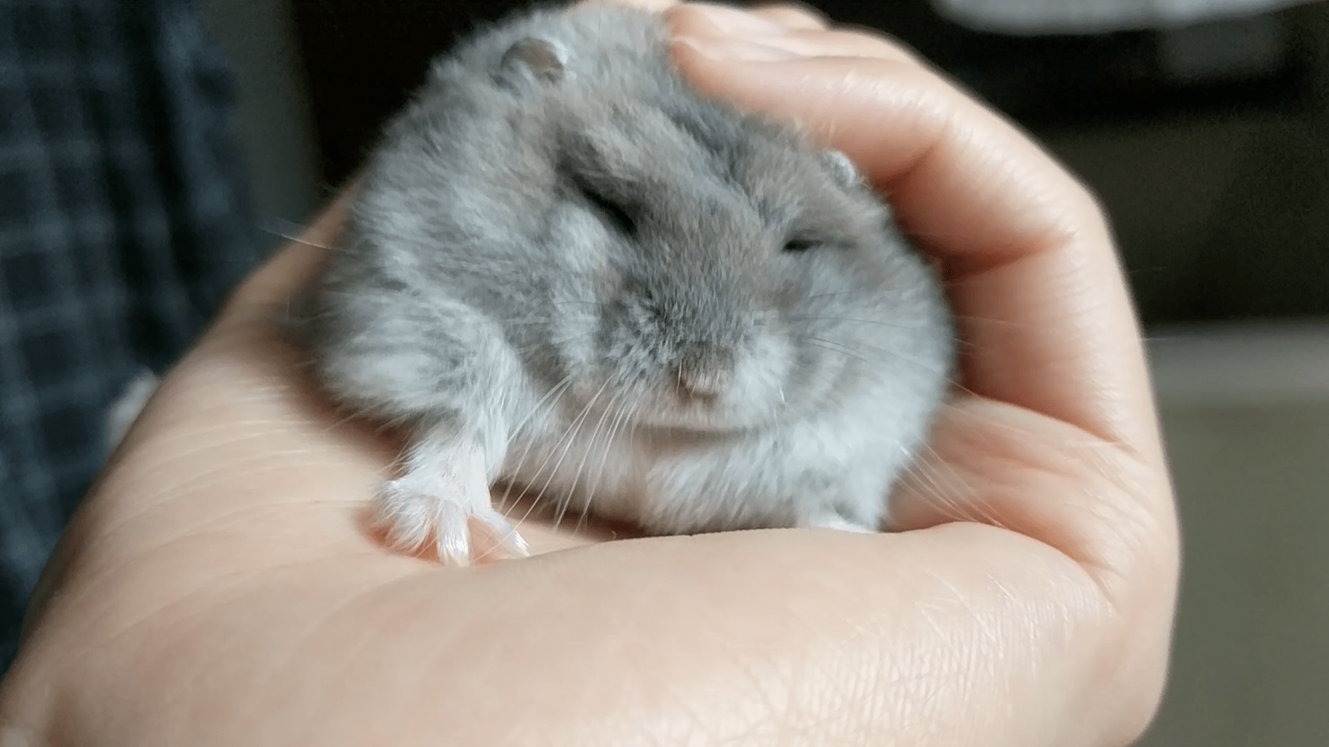 How can something this cute be real hamsters