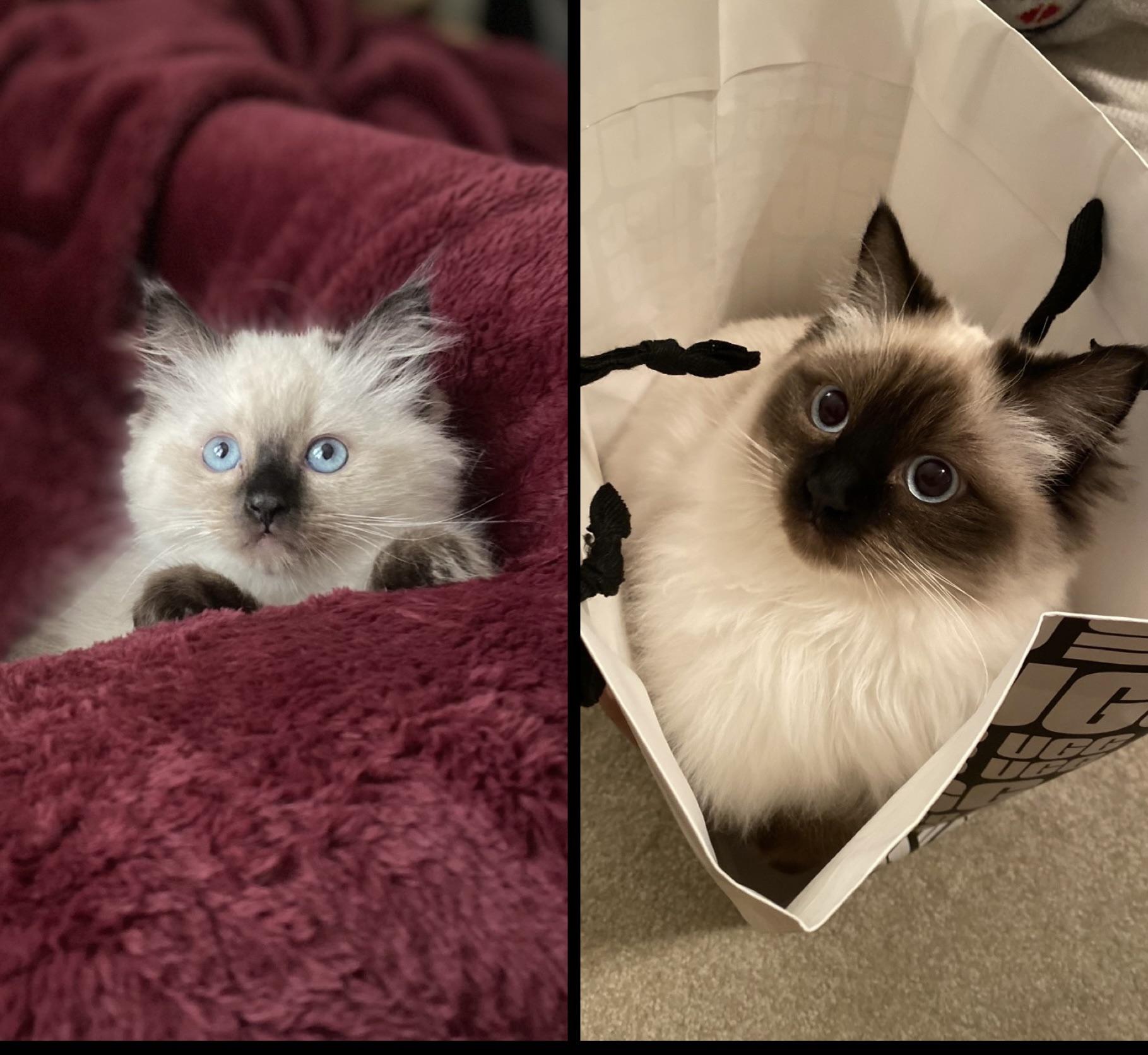 2833 best r/ragdolls images on Pholder Our boy had to get shaved due