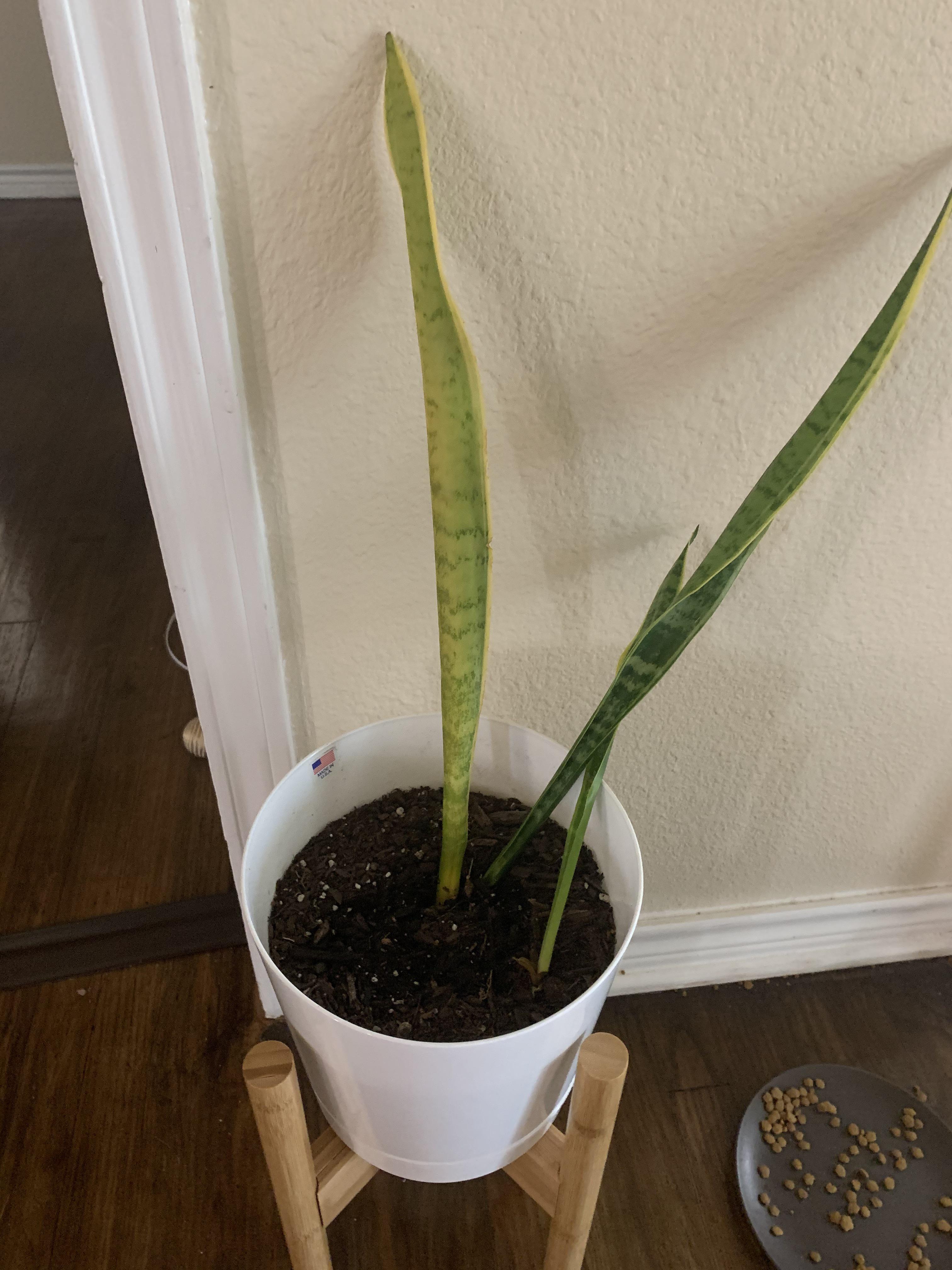 What’s wrong with my snake plant? ( r/plantclinic
