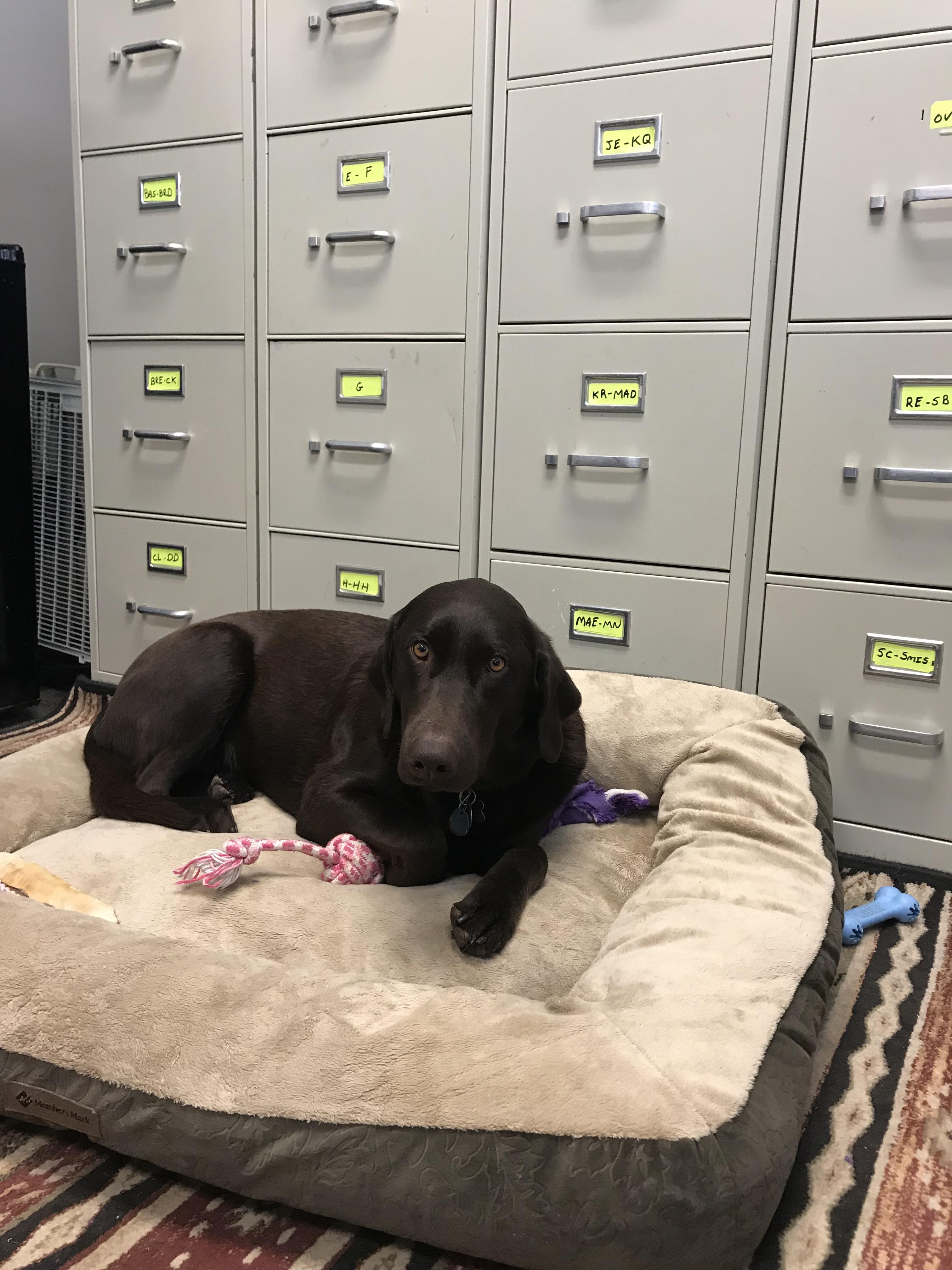 Sammy is the emotional support/greeter dog at the psychiatrist office