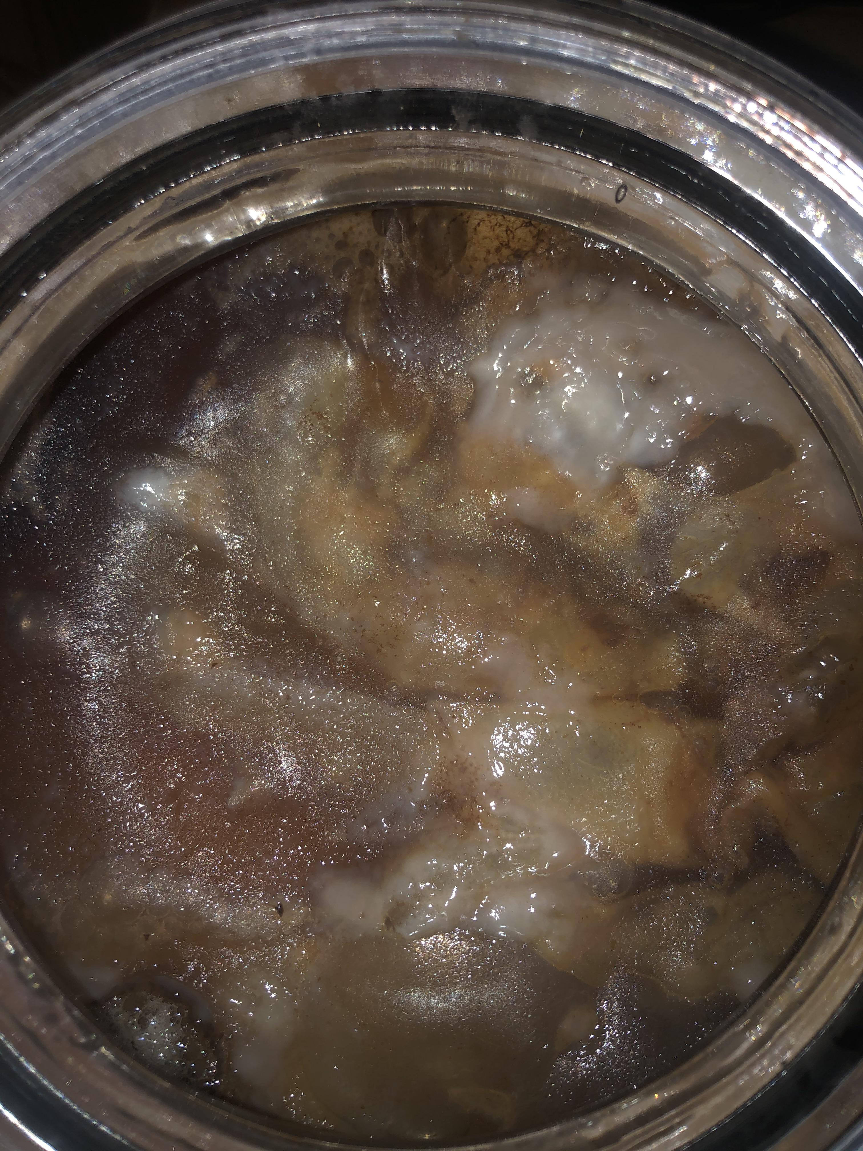 Is this mold? The white chunks are throwing me off and I can’t tell if