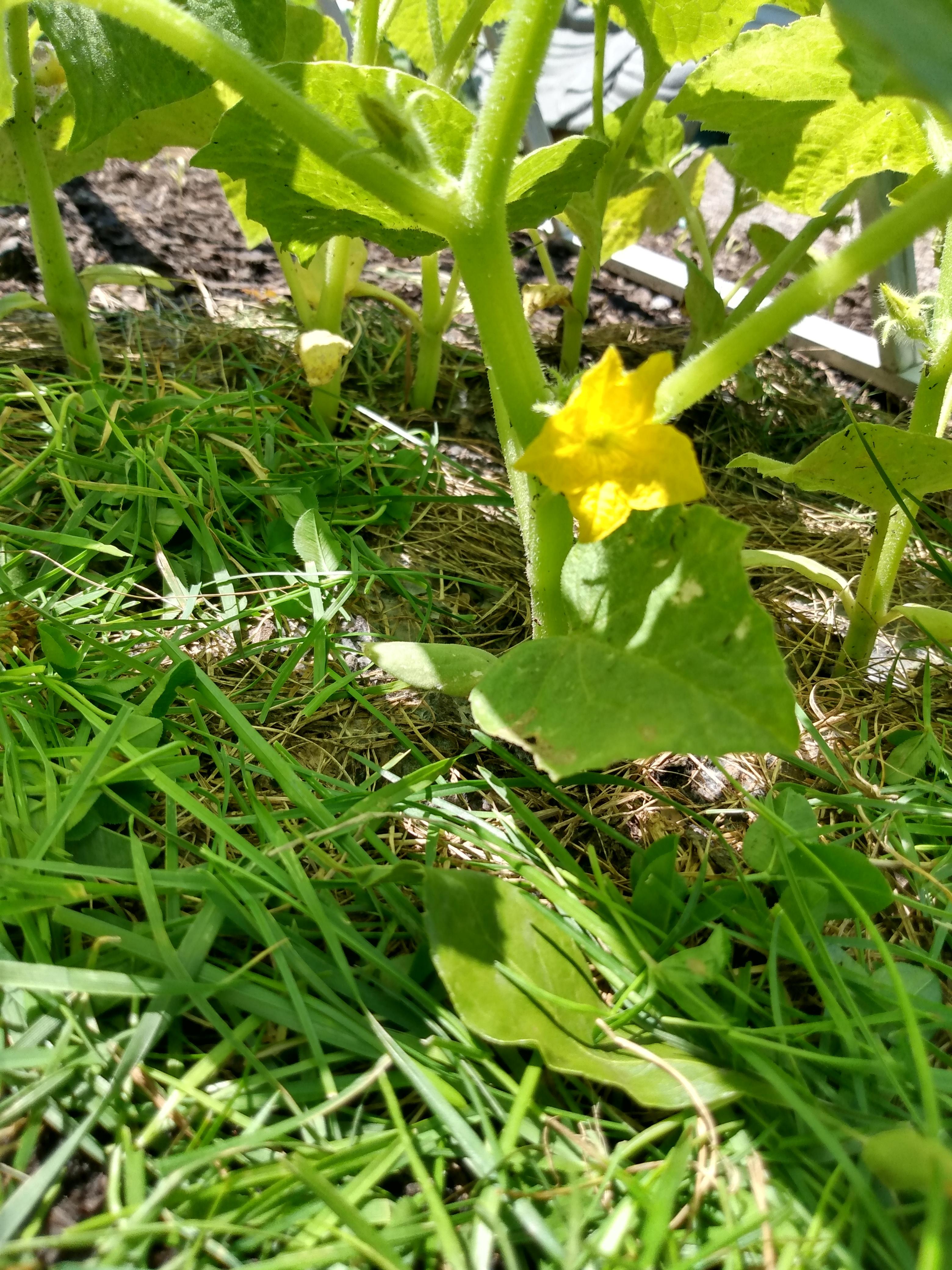 Should I pull flowers off a cucumber plant that isn't very big? r