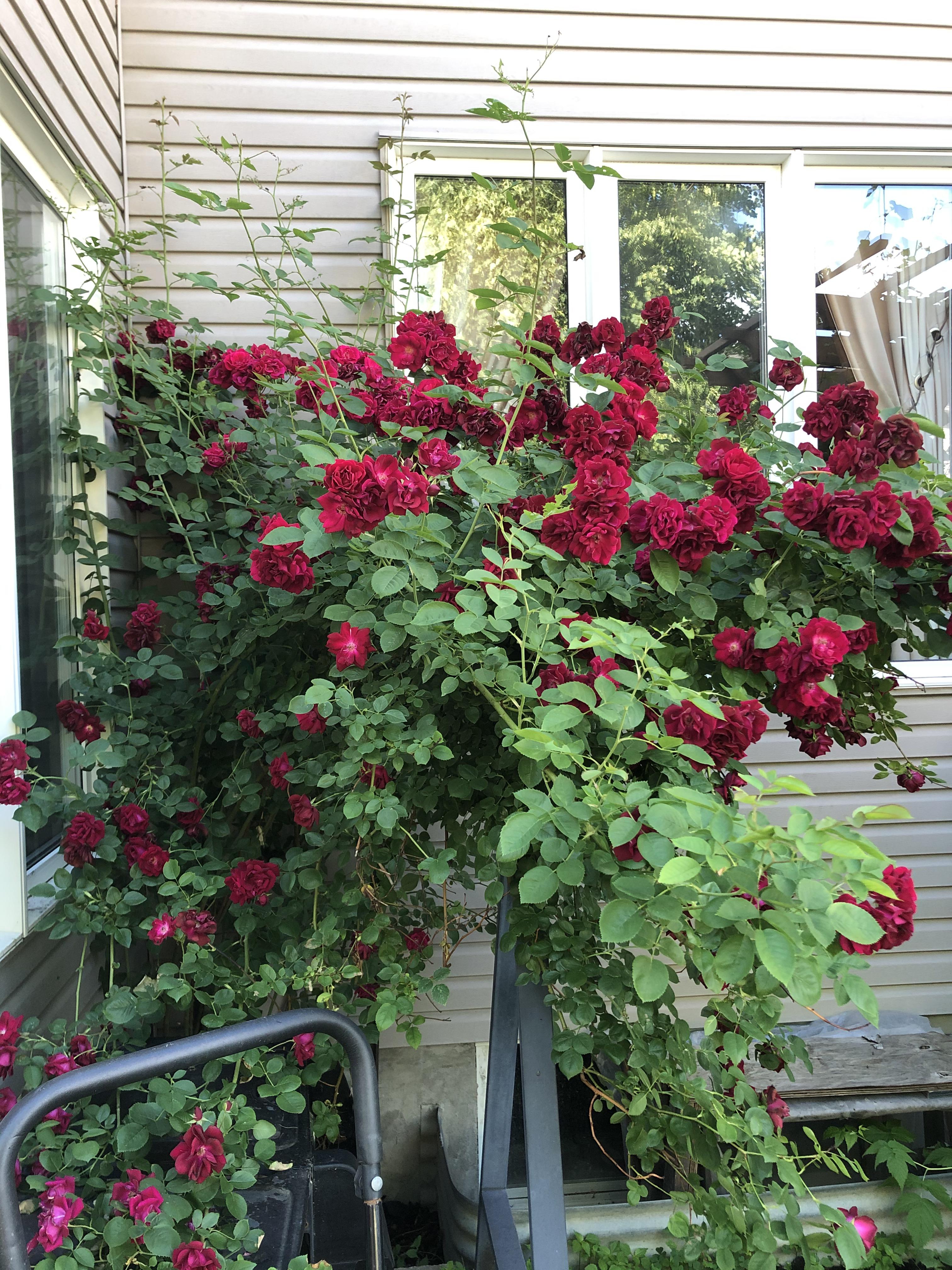 My parents climbing rose zone 5b r/gardening
