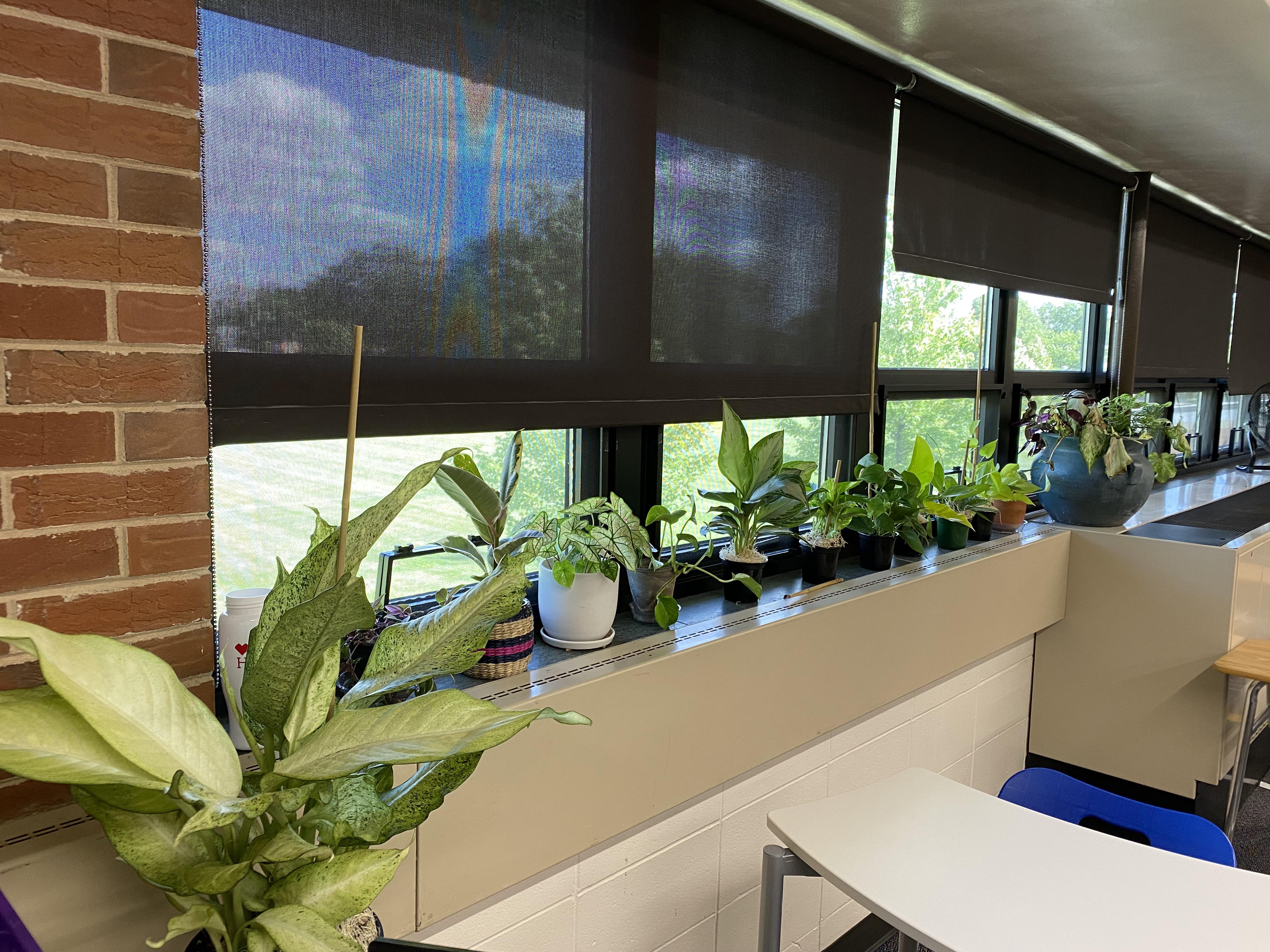 Do classroom plants count? 🪴 👩‍🏫 r/houseplants