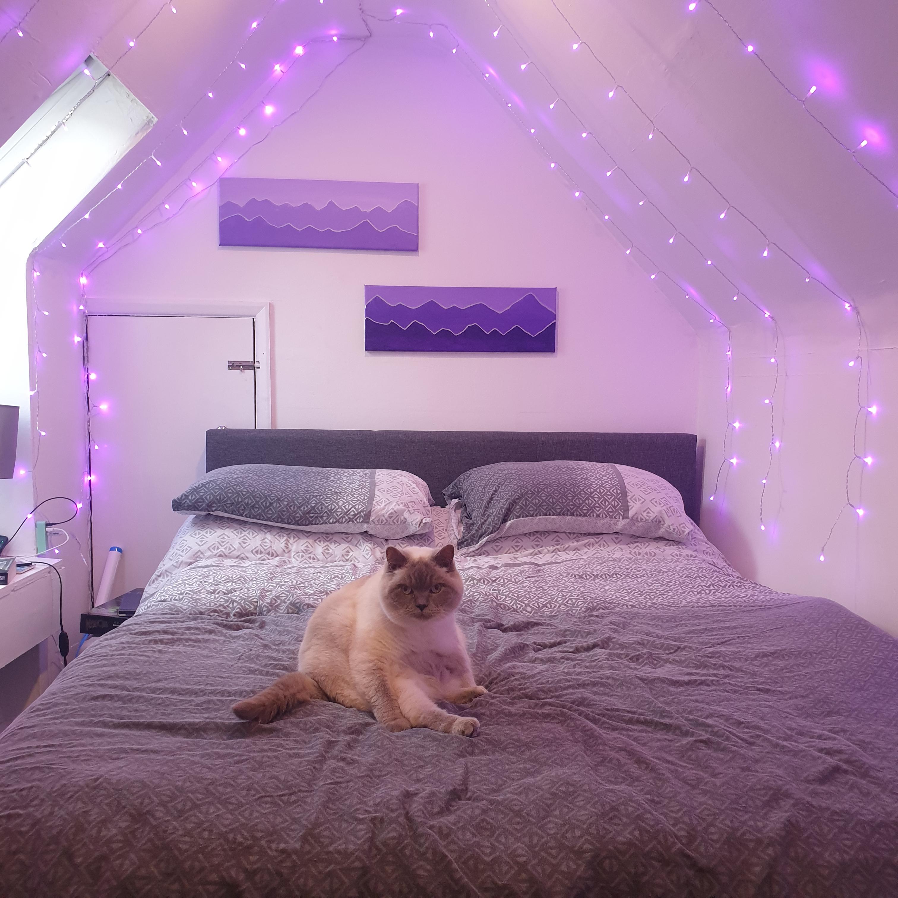 The cat approves of my tiny bedroom r/CozyPlaces