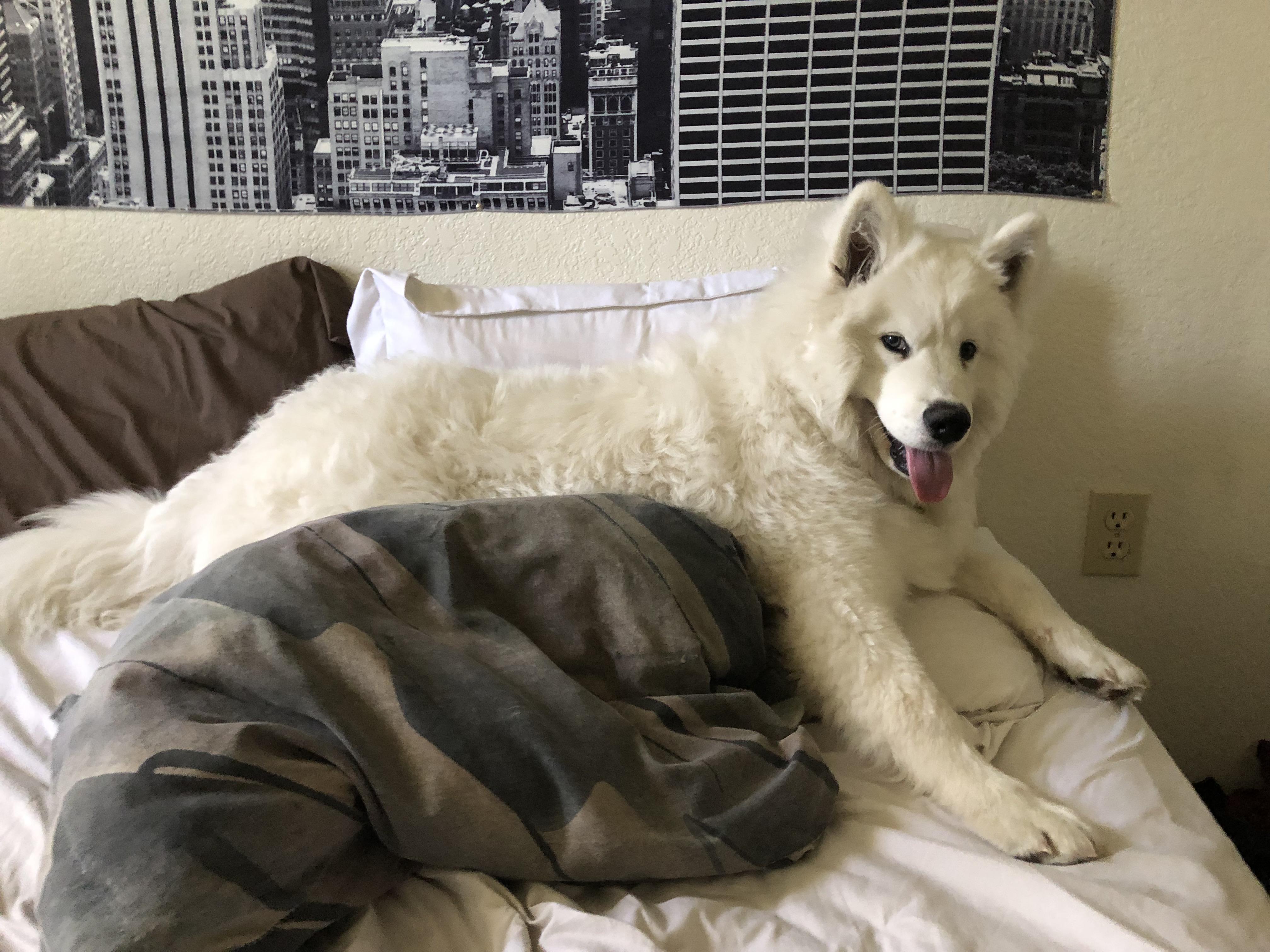 He likes to lay on my pillows 😂 r/samoyeds