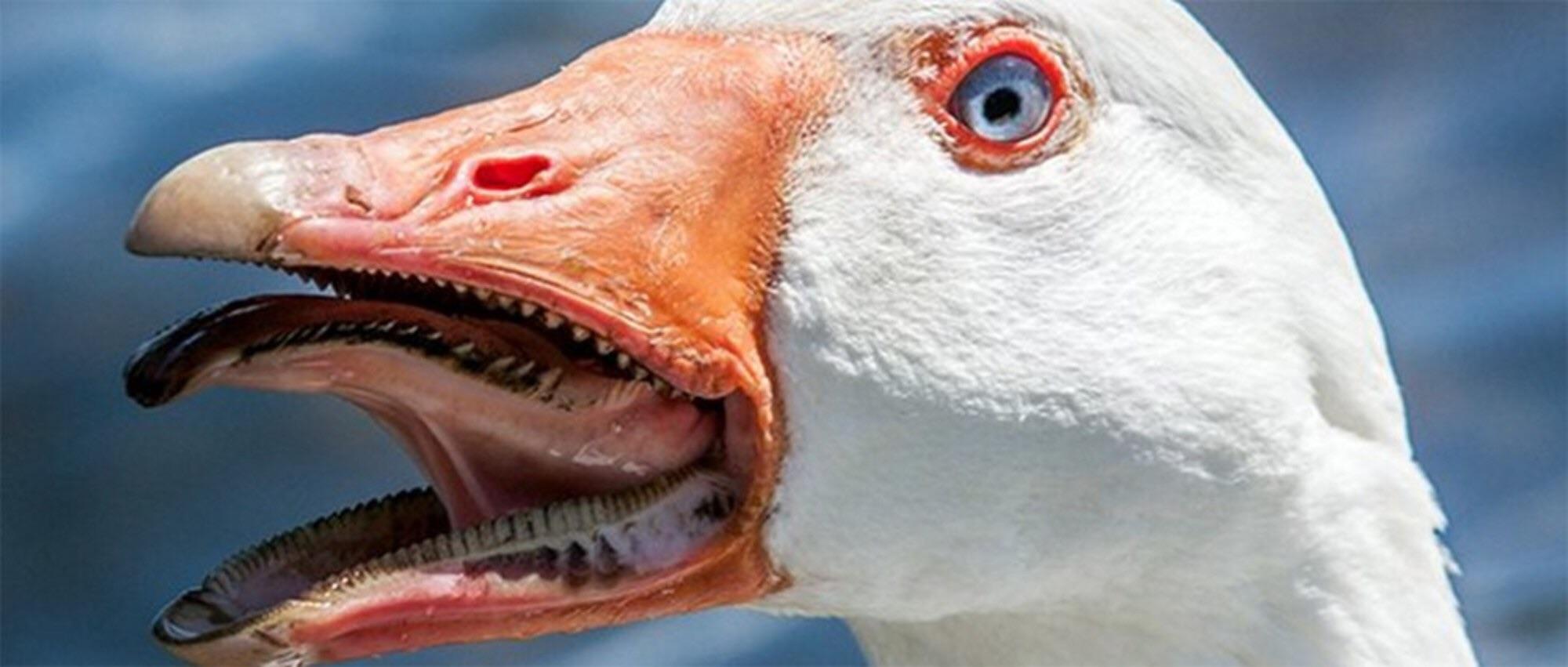 A look into a goose’s mouth reveals the “Tomia”,little teeth that are