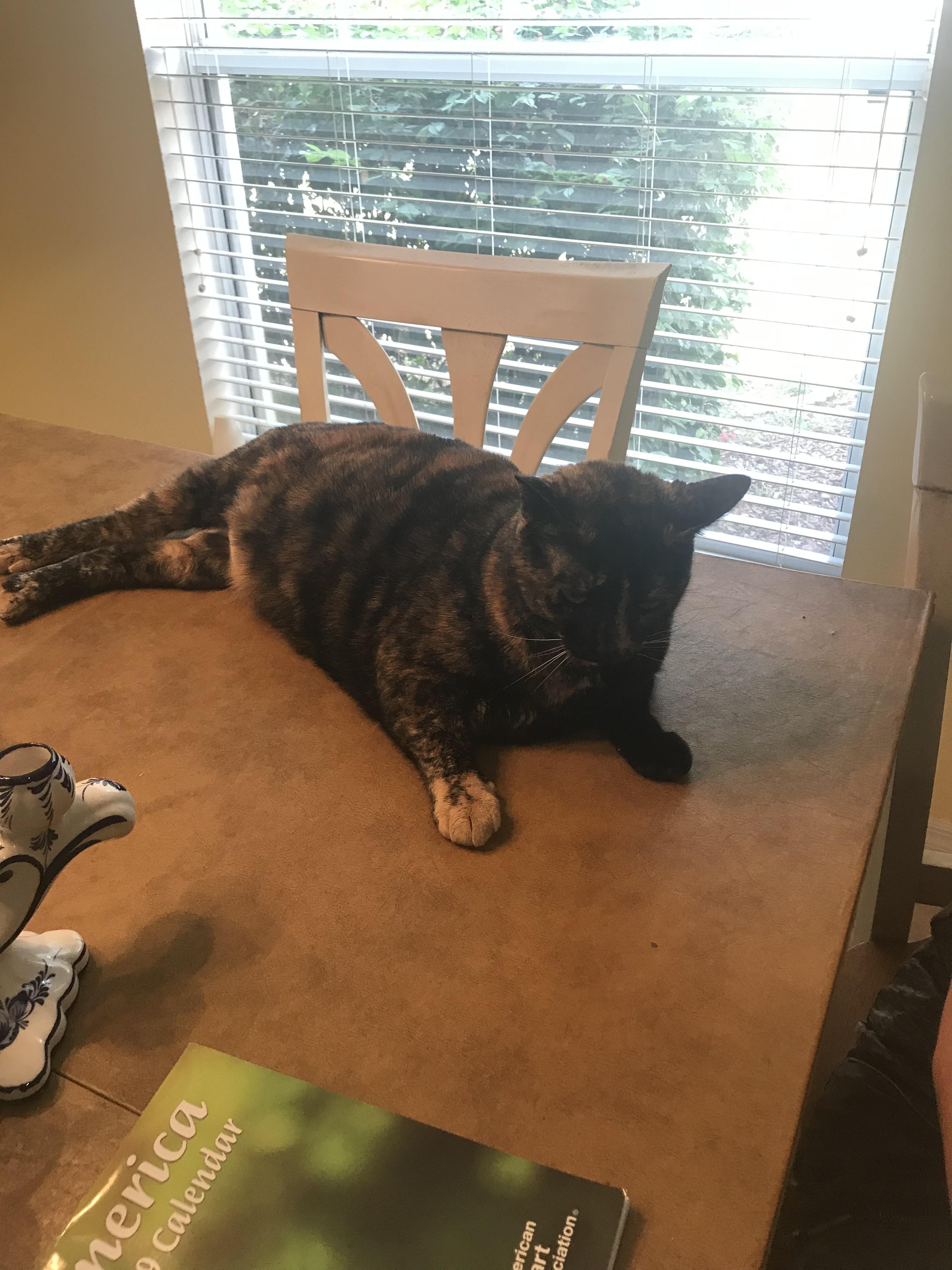 The cat looks way fatter in real life r/Delightfullychubby