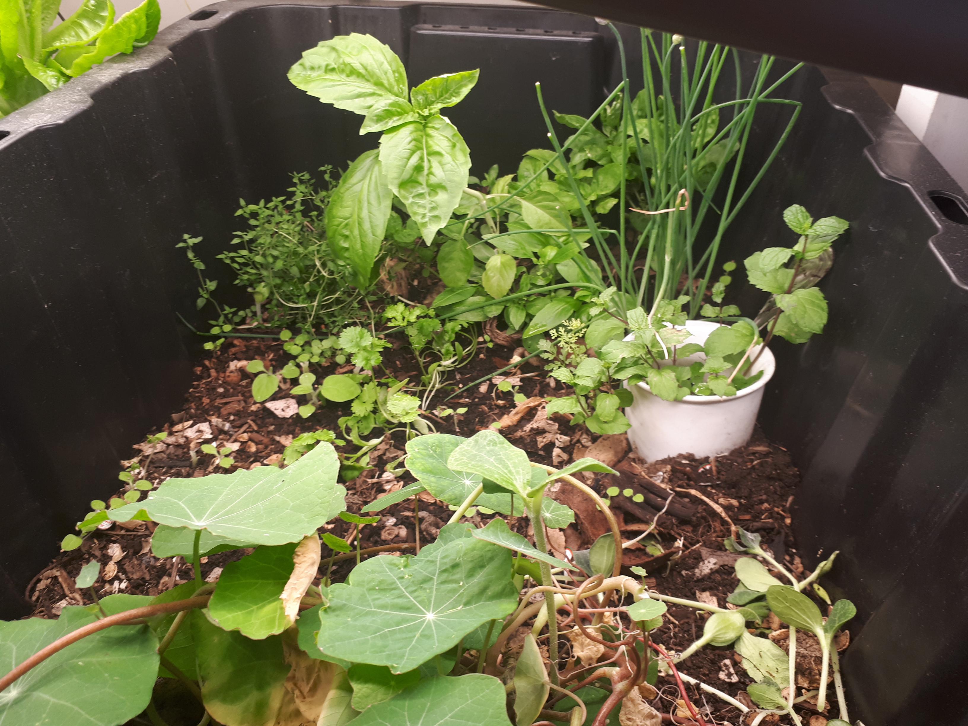 My worm bin/herb garden a nice little ecosystem in my office r