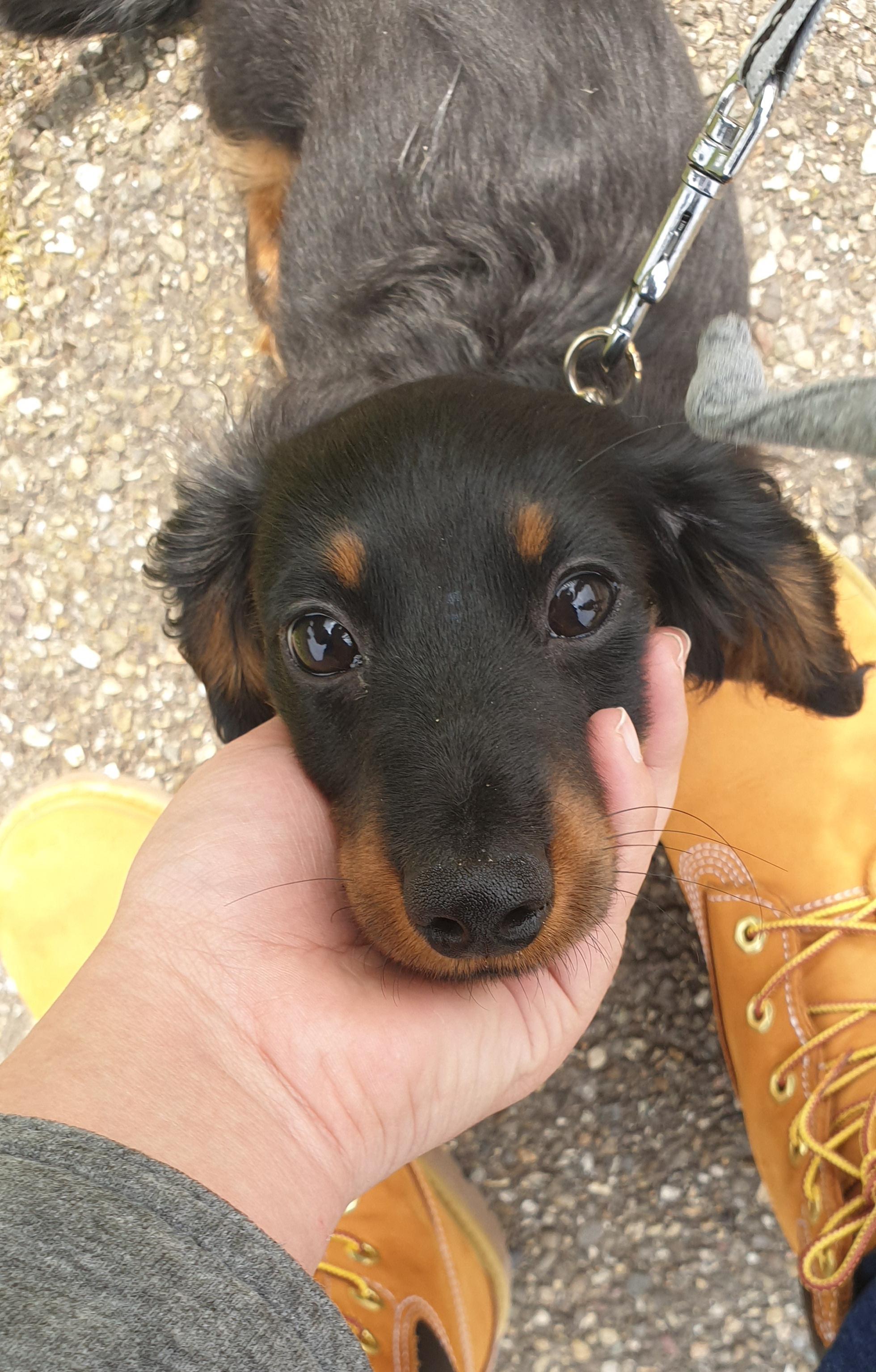 Can I Take My 12 Week Old Puppy To The Dog Park