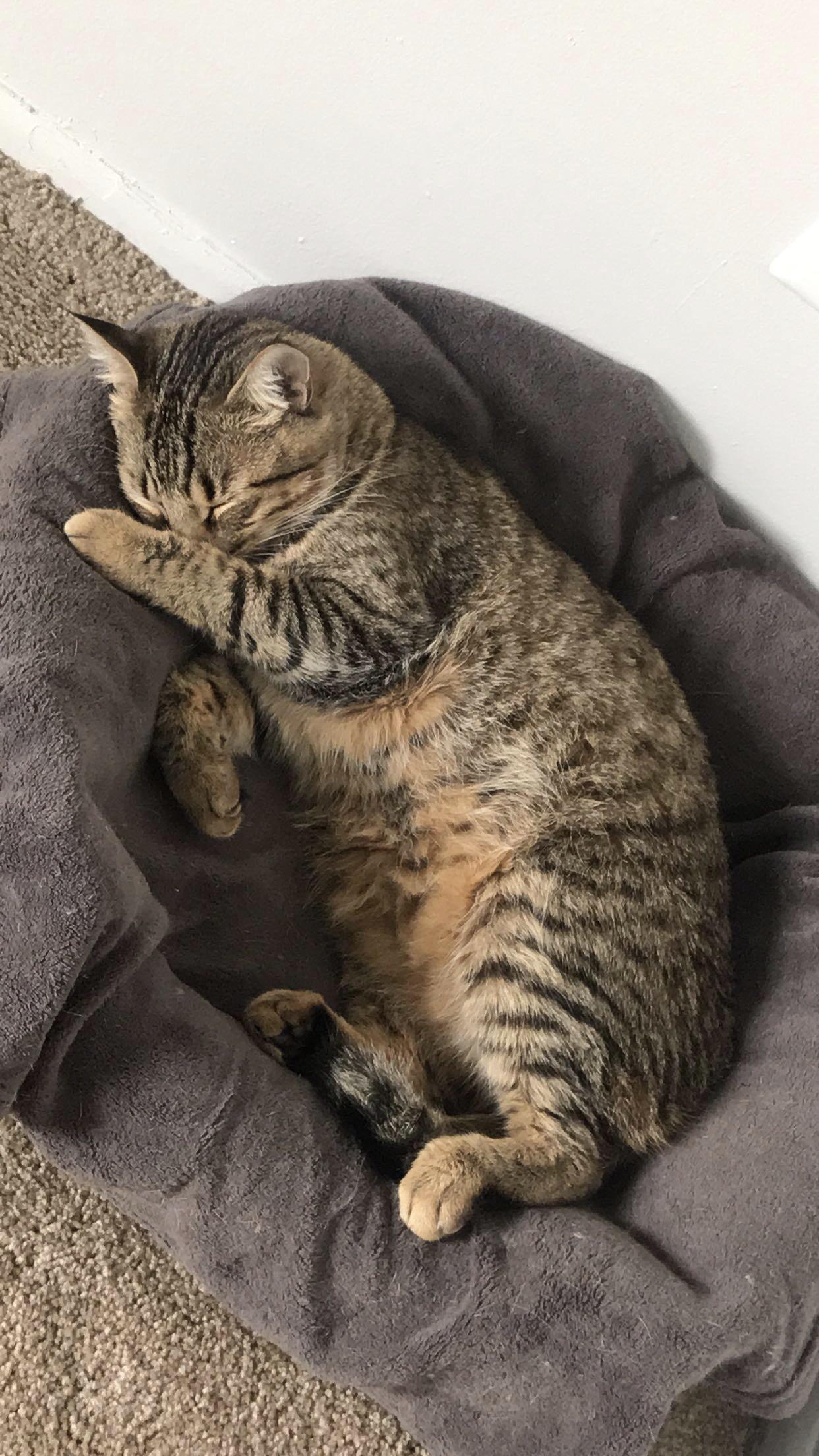 Reddit, meet Kobe r/cats