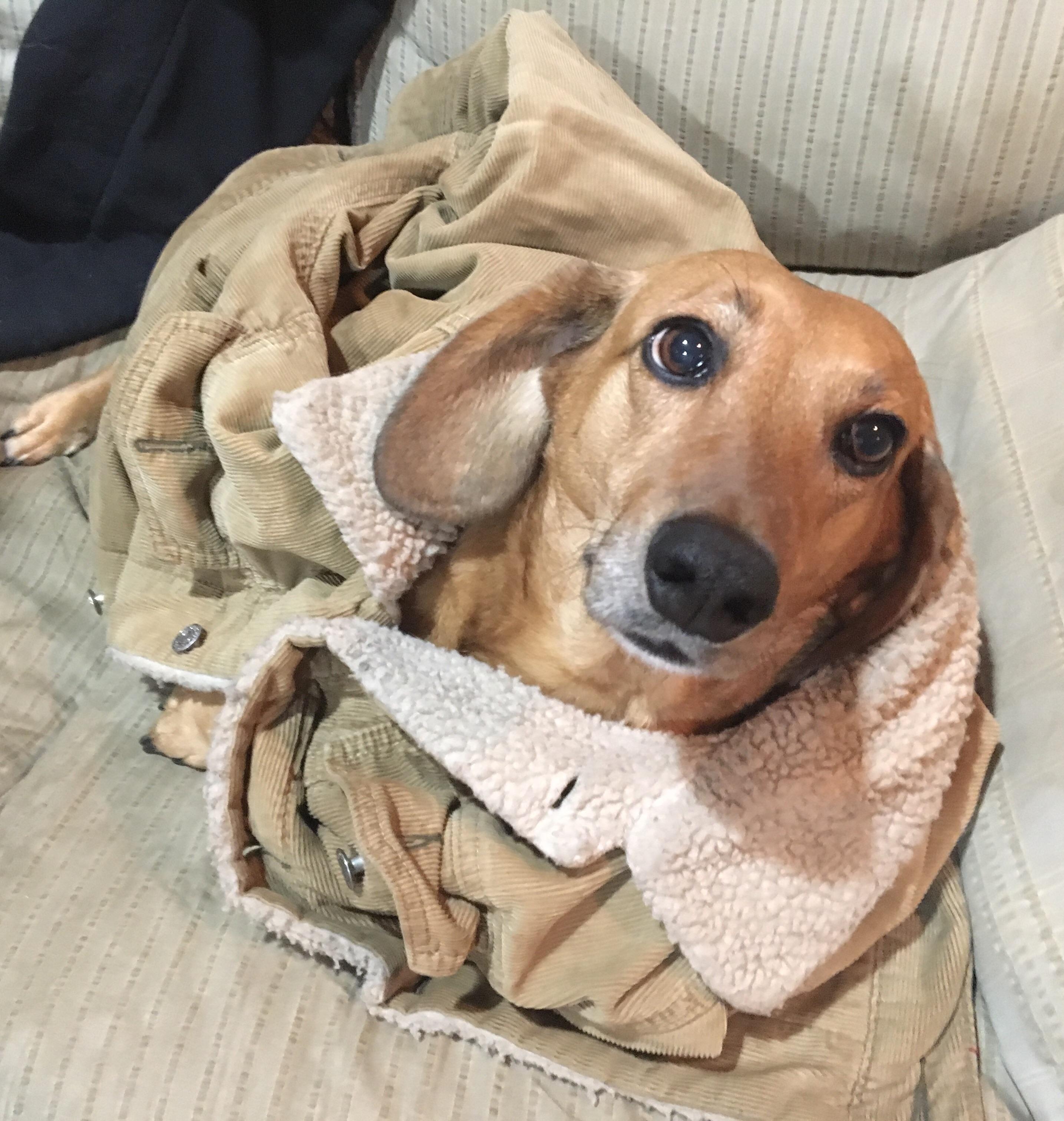 Hotdog warming up in her Daddy’s coat r/Dachshund