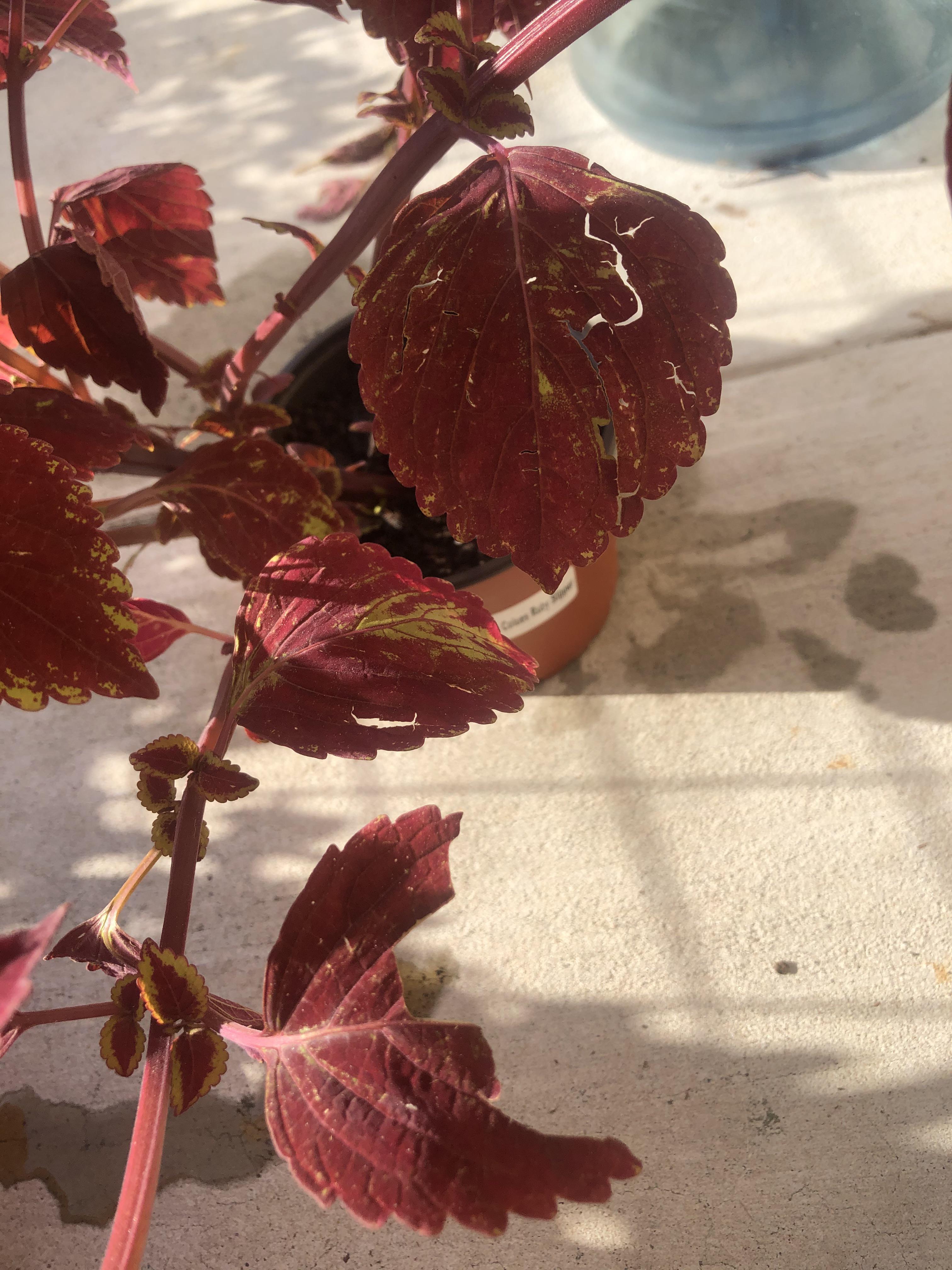I think something is eating my Coleus leaves. Anyone know what kind of