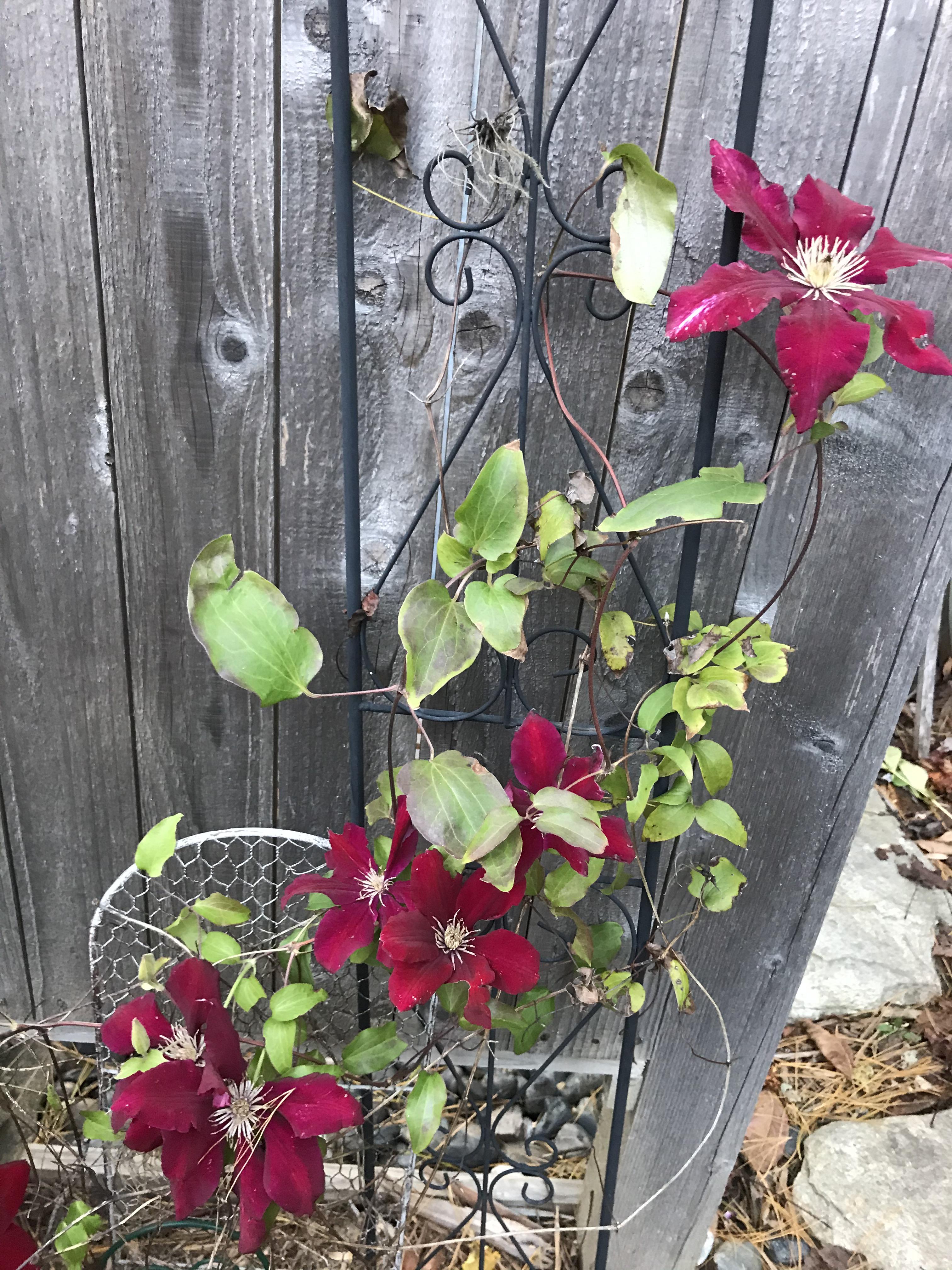 My clematis surprised me with a late fall bloom. This was a few days