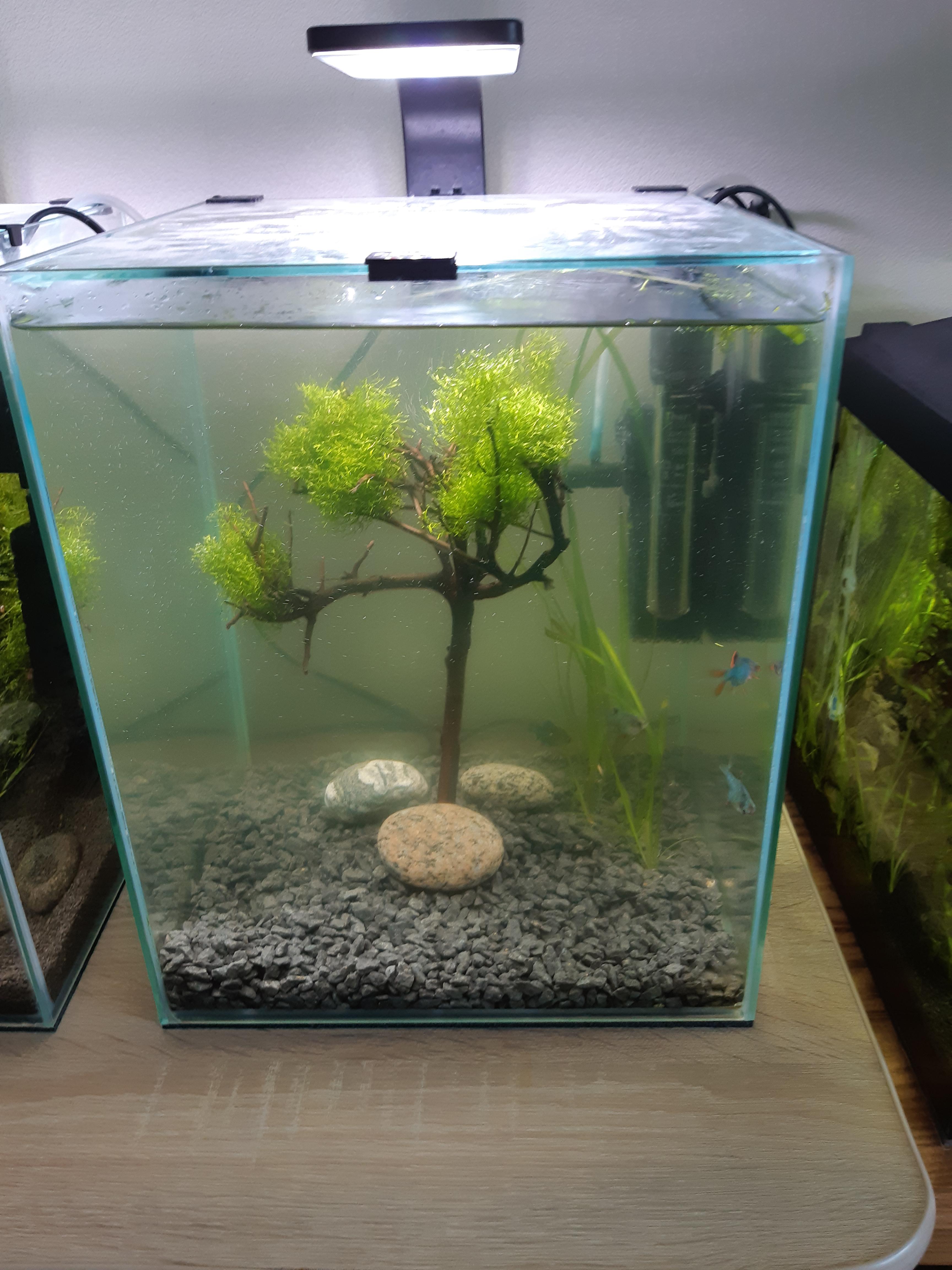 How can i stop my water turning green? All of my other tanks are fine
