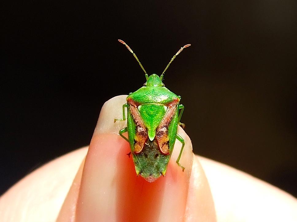[Portugal] Shield (Stink) Bugs are Beautiful, part II ) r/whatsthisbug